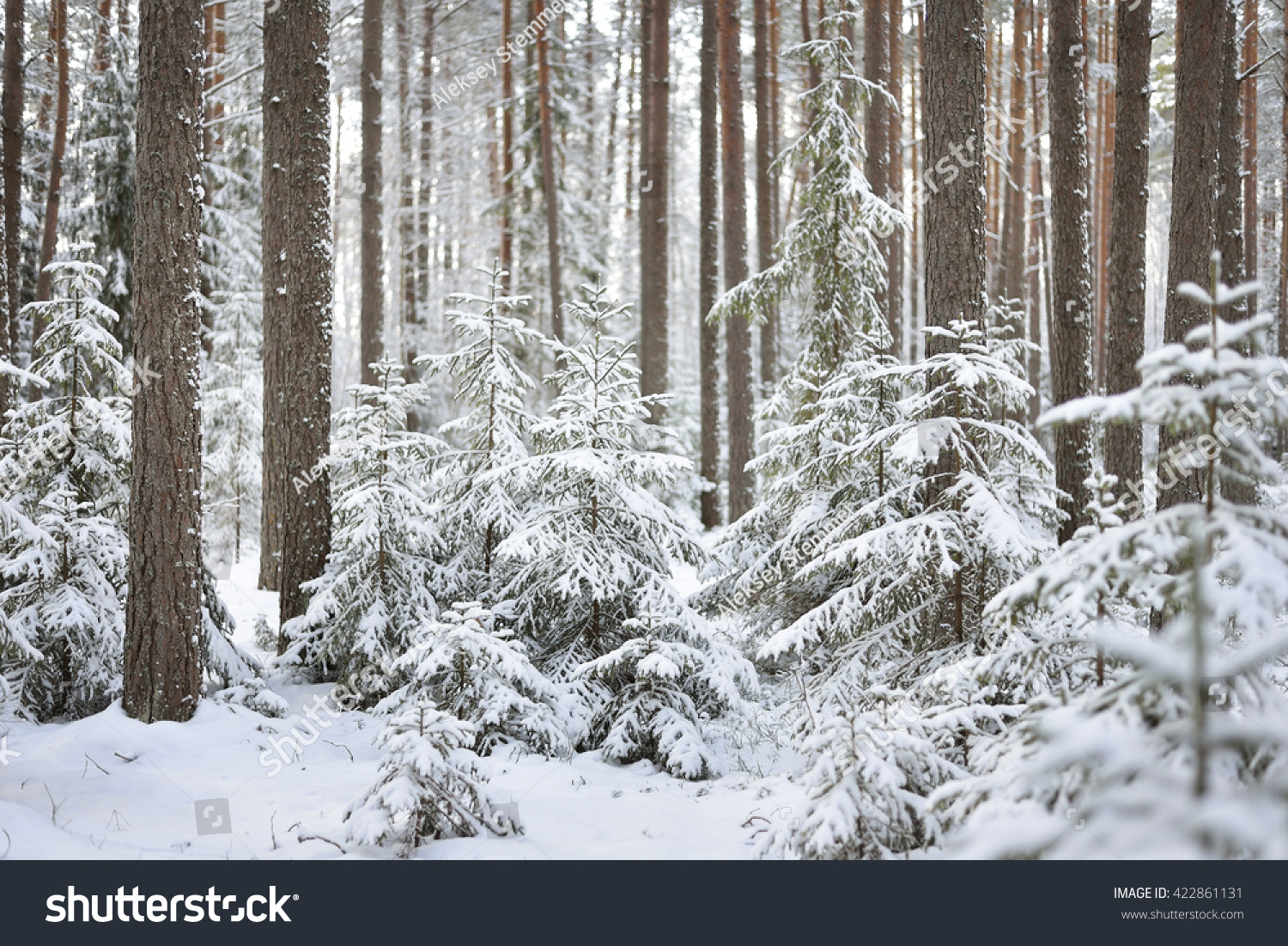 snowy evergreen forest