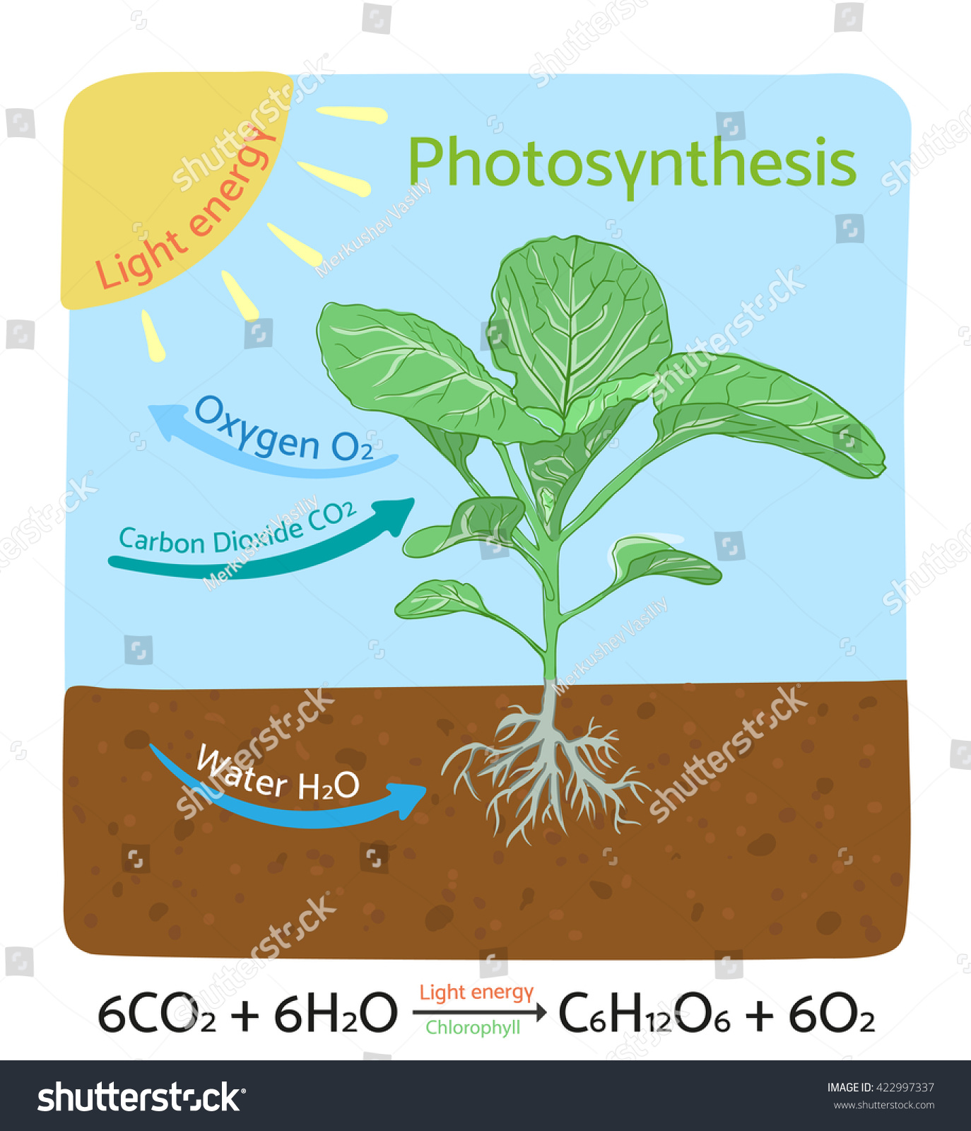 Photosynthesis Process Diagram Schematic Vector Illustration Stock ...