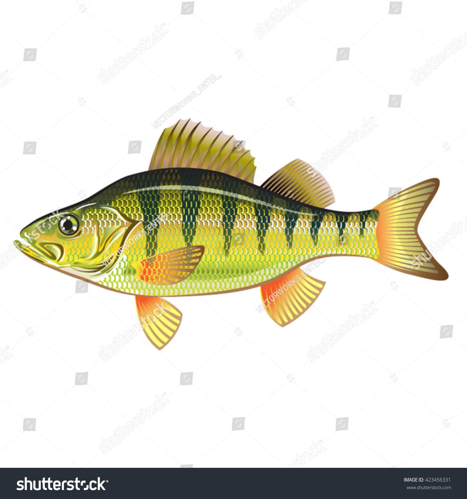 Freshwater Yellow Perch Vector Art Graphic Stock Vector (Royalty Free ...