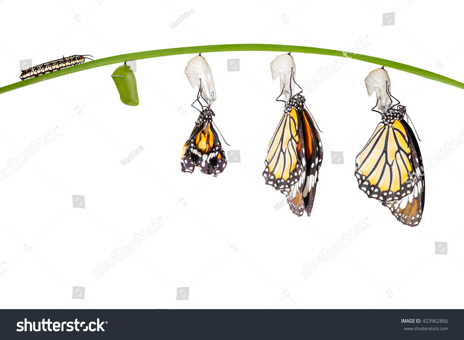 Transformation Common Tiger Butterfly Emerging Cocoon Stock Photo ...