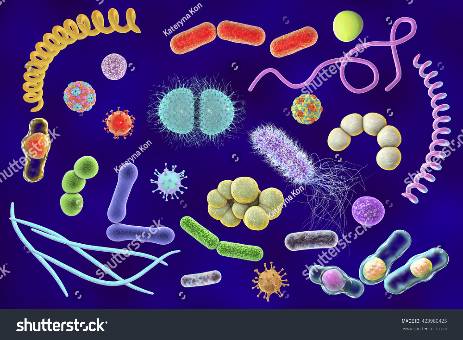 Разнообразие бактерий