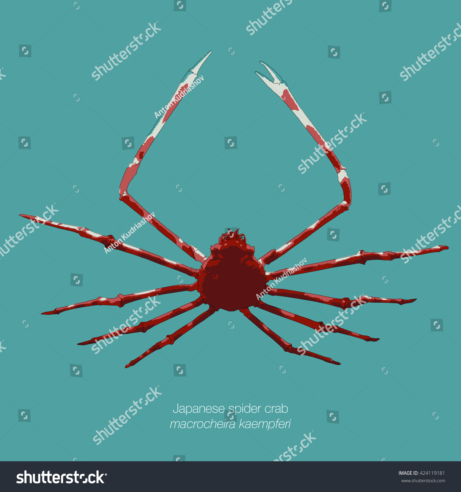 Japanese Spider Crab Outline at Michael Siddons blog