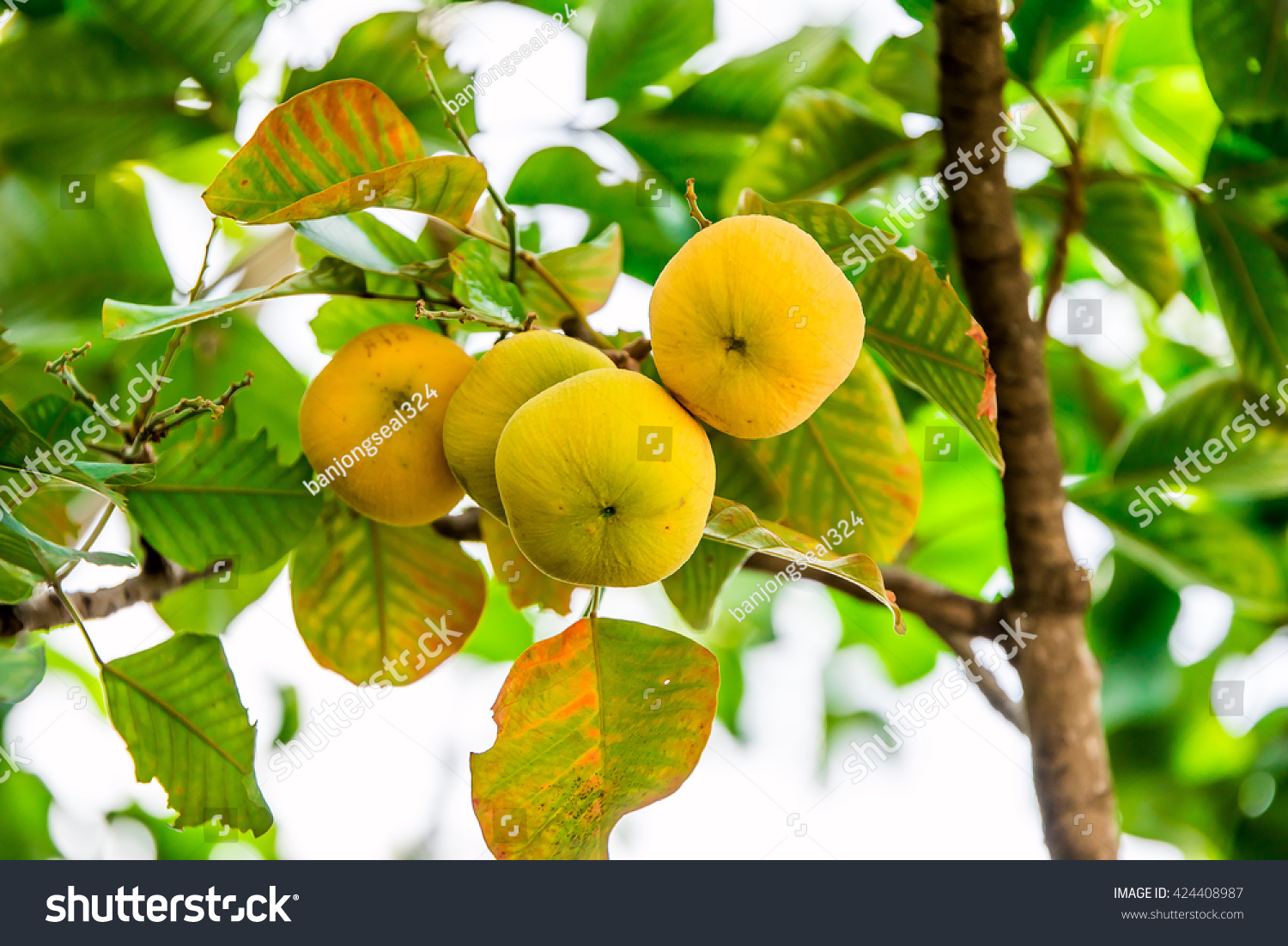 sentul-tropical-fruit-tree-species-santol-stock-photo-424408987