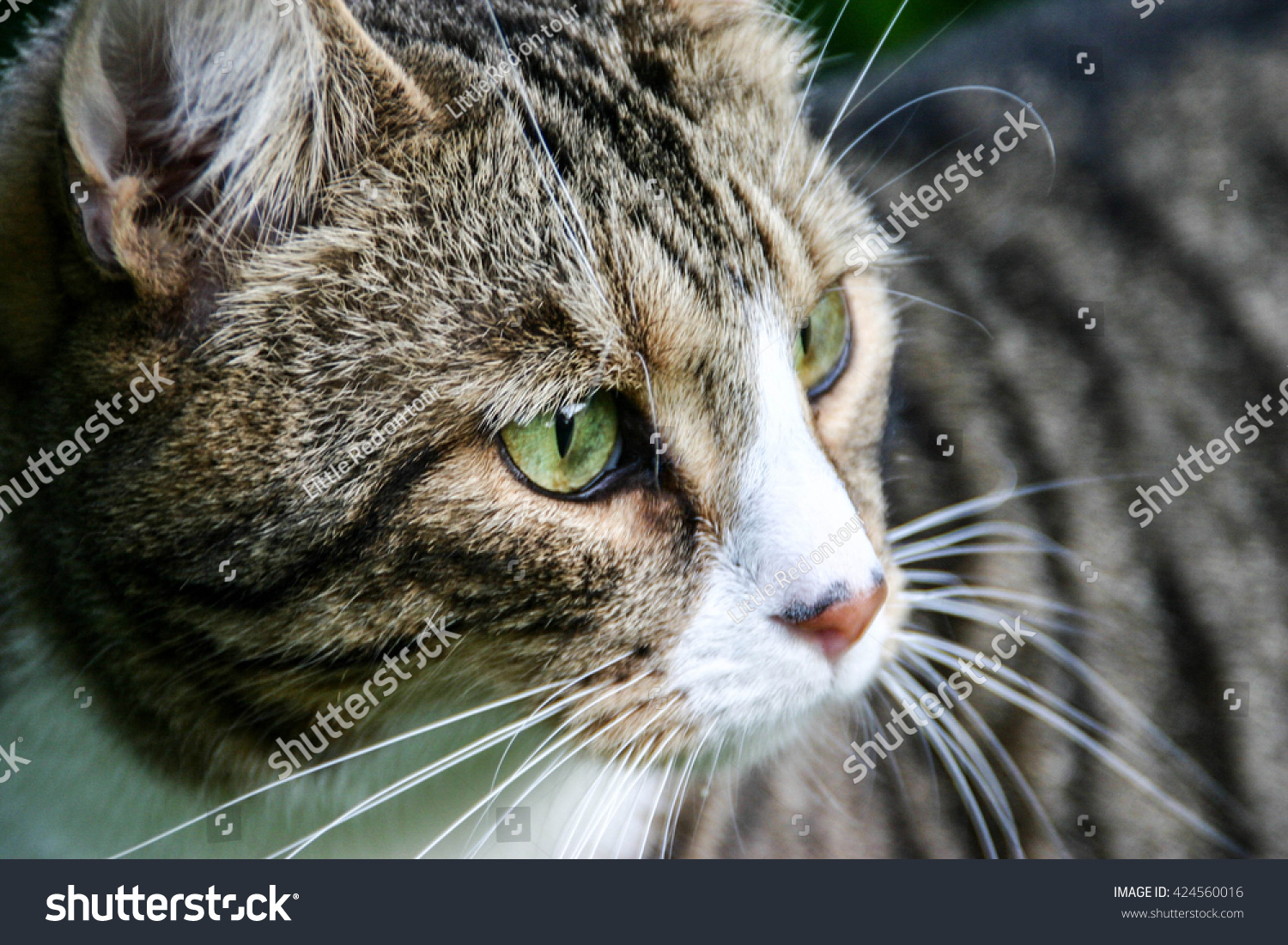 Beautiful Maine Coon Green Eyes Cat Stock Photo 424560016 | Shutterstock