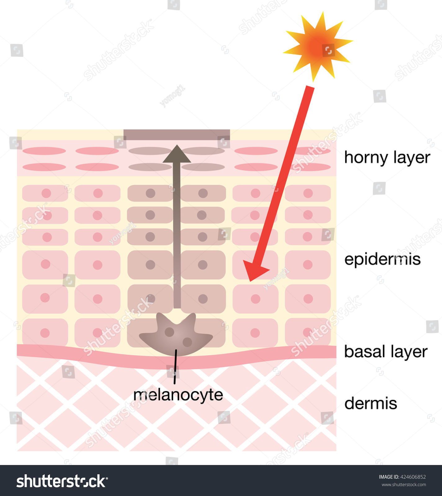 Skin Mechanism Facial Blotches Stock Vector (Royalty Free) 424606852 ...