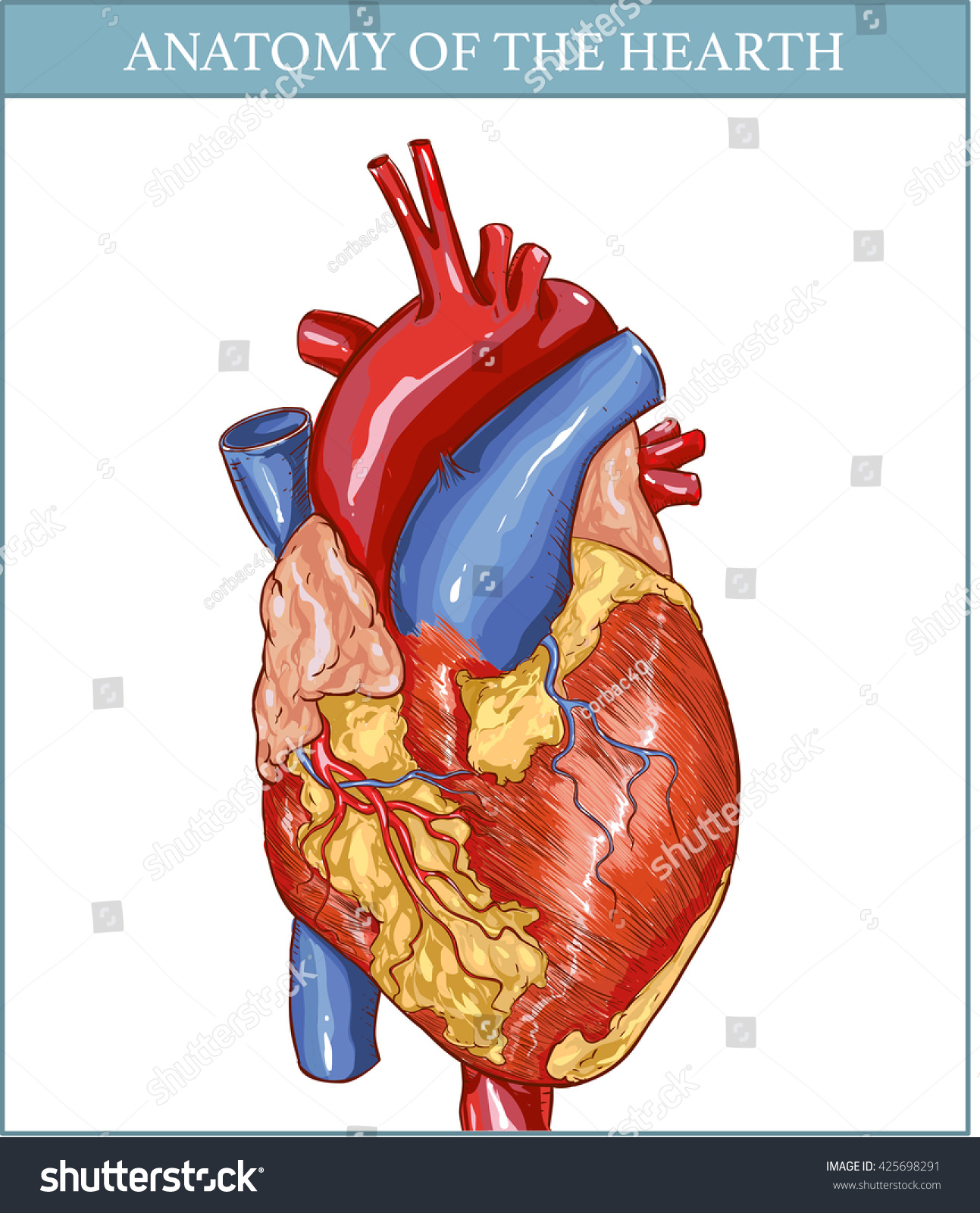 Vector Illustration Human Hearth Anatomy Stock Vector (Royalty Free ...