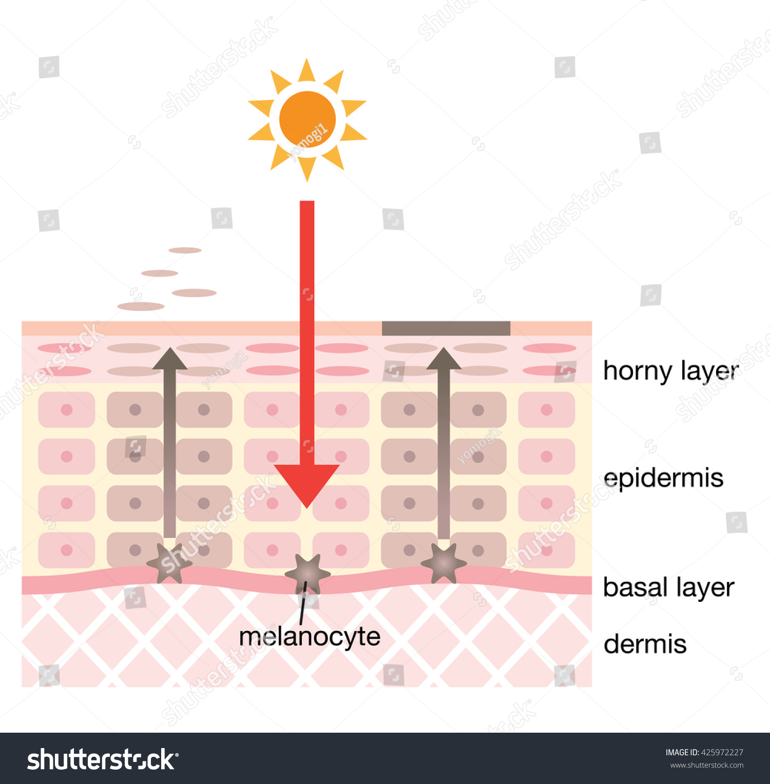 Skin Spot Mechanism Stock Vector (Royalty Free) 425972227 | Shutterstock