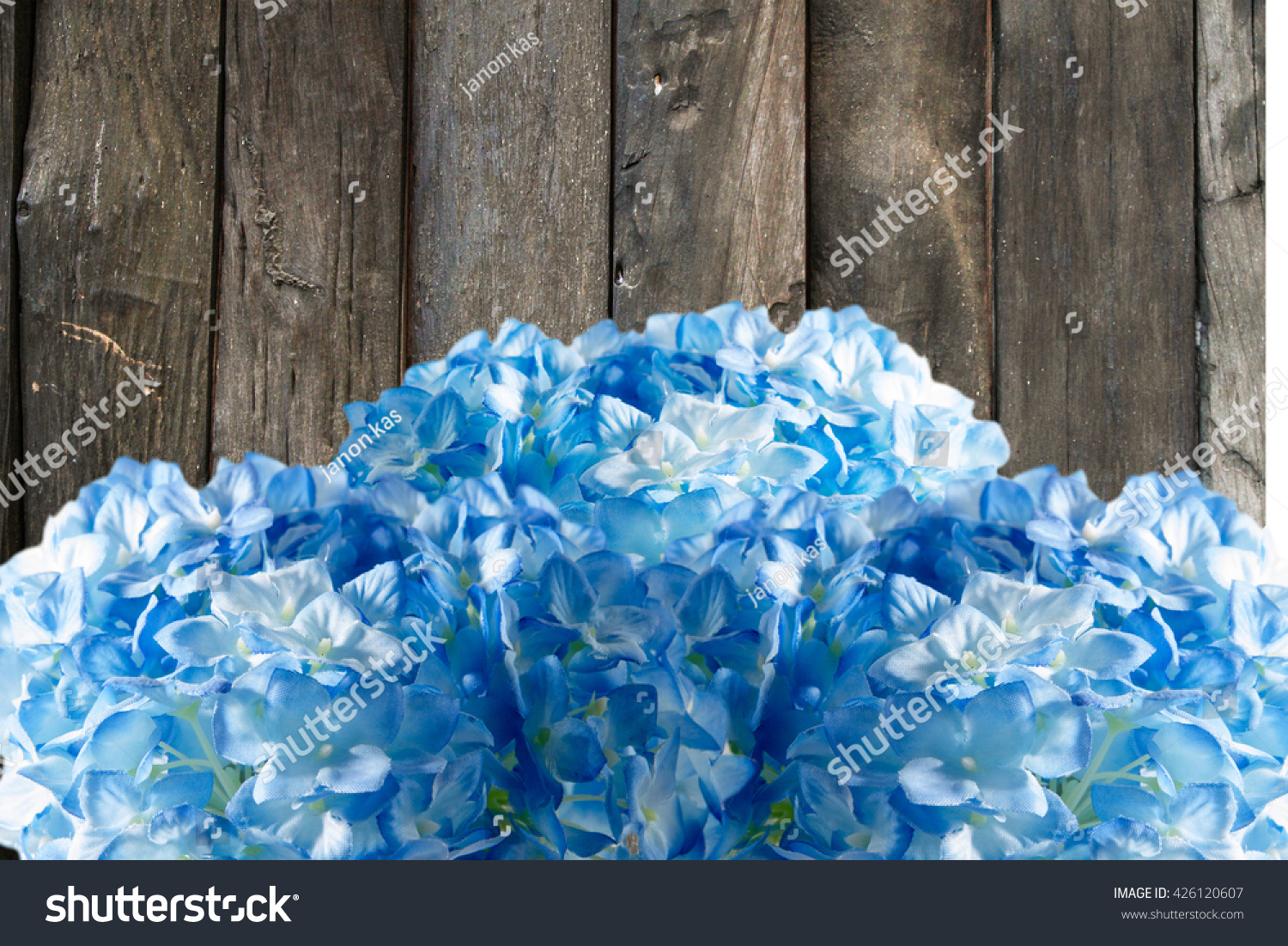 Blue Hydrangea Background Stock Photo 426120607 | Shutterstock