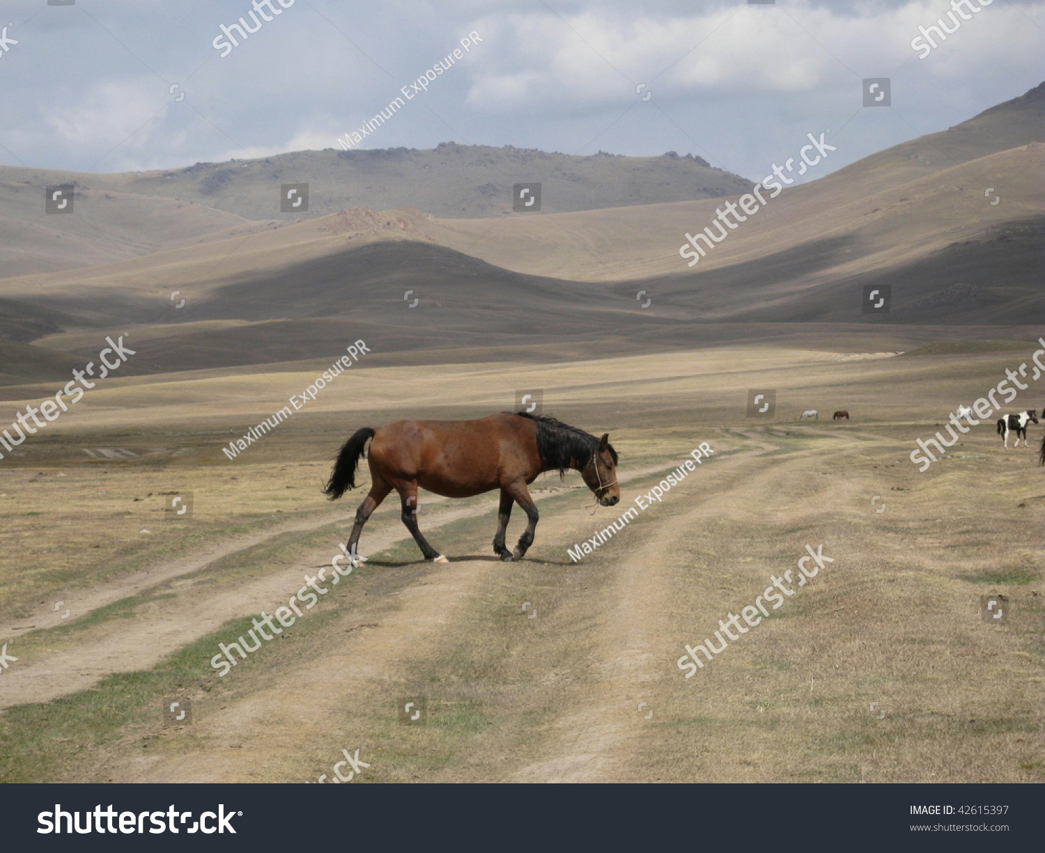 Horse track. Верховые породы лошадей Киргизия. Новокиргизская порода. Новокиргизская лошадь. Киргизы на конях.