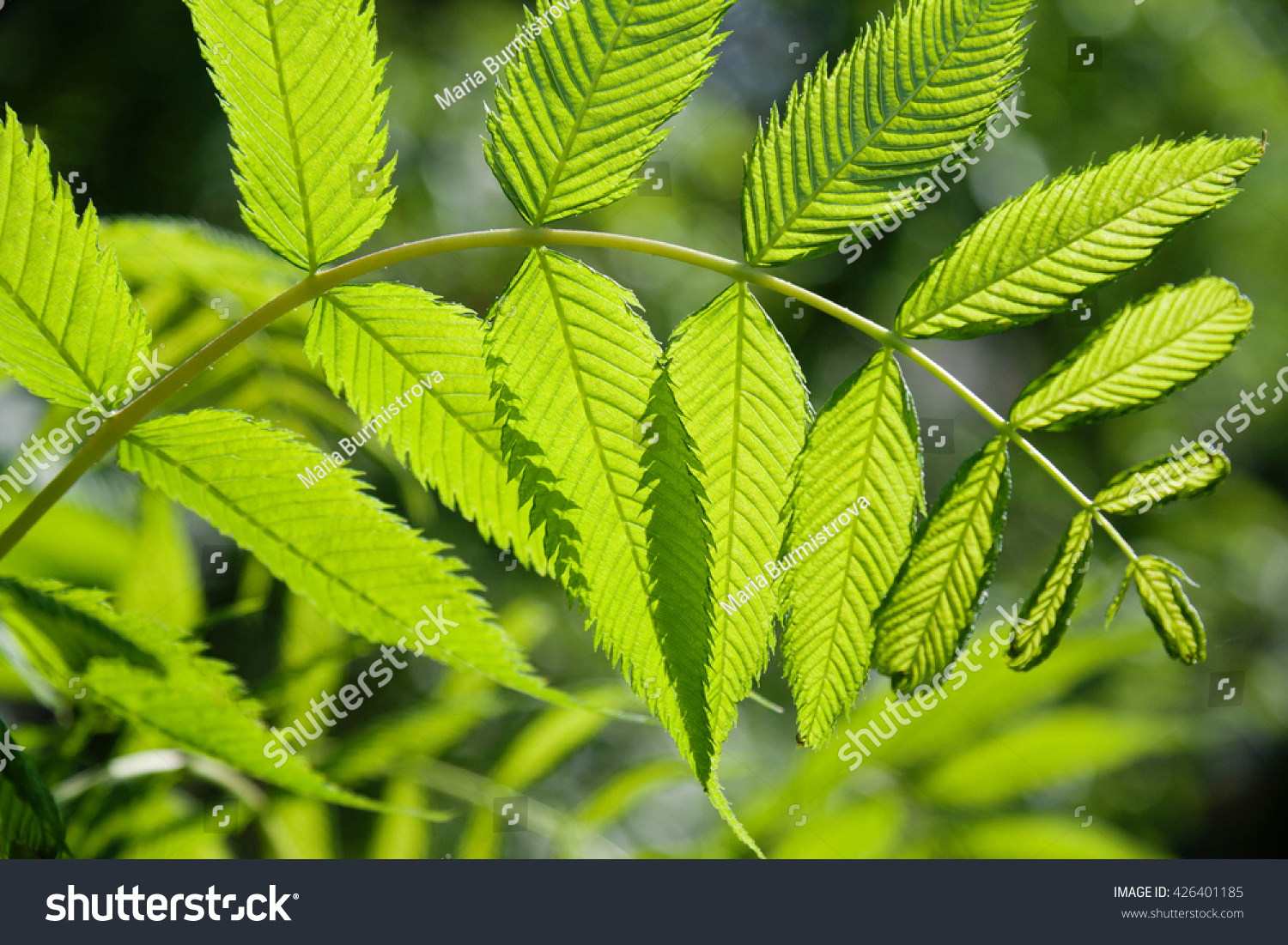 Sorbaria Sorbifolia Background Leaf Outdoor Beautiful Stock Photo ...