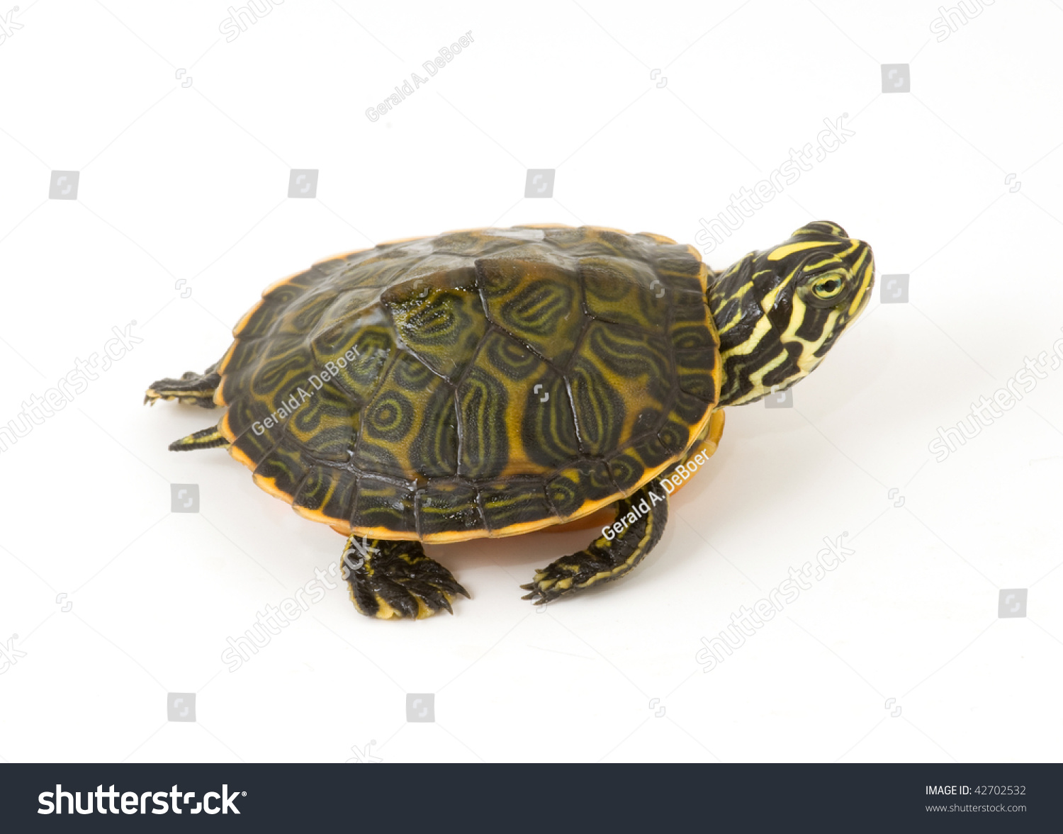 Baby Turtle Isolated On White Background Stock Photo 42702532 ...