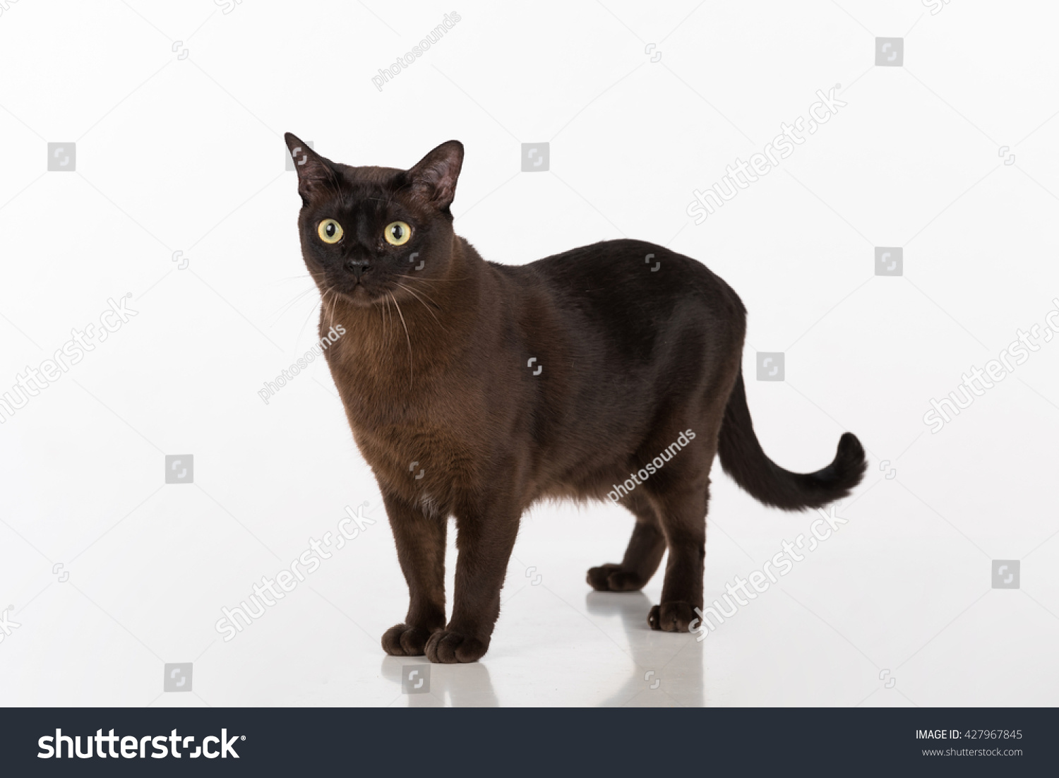 black burmese cat