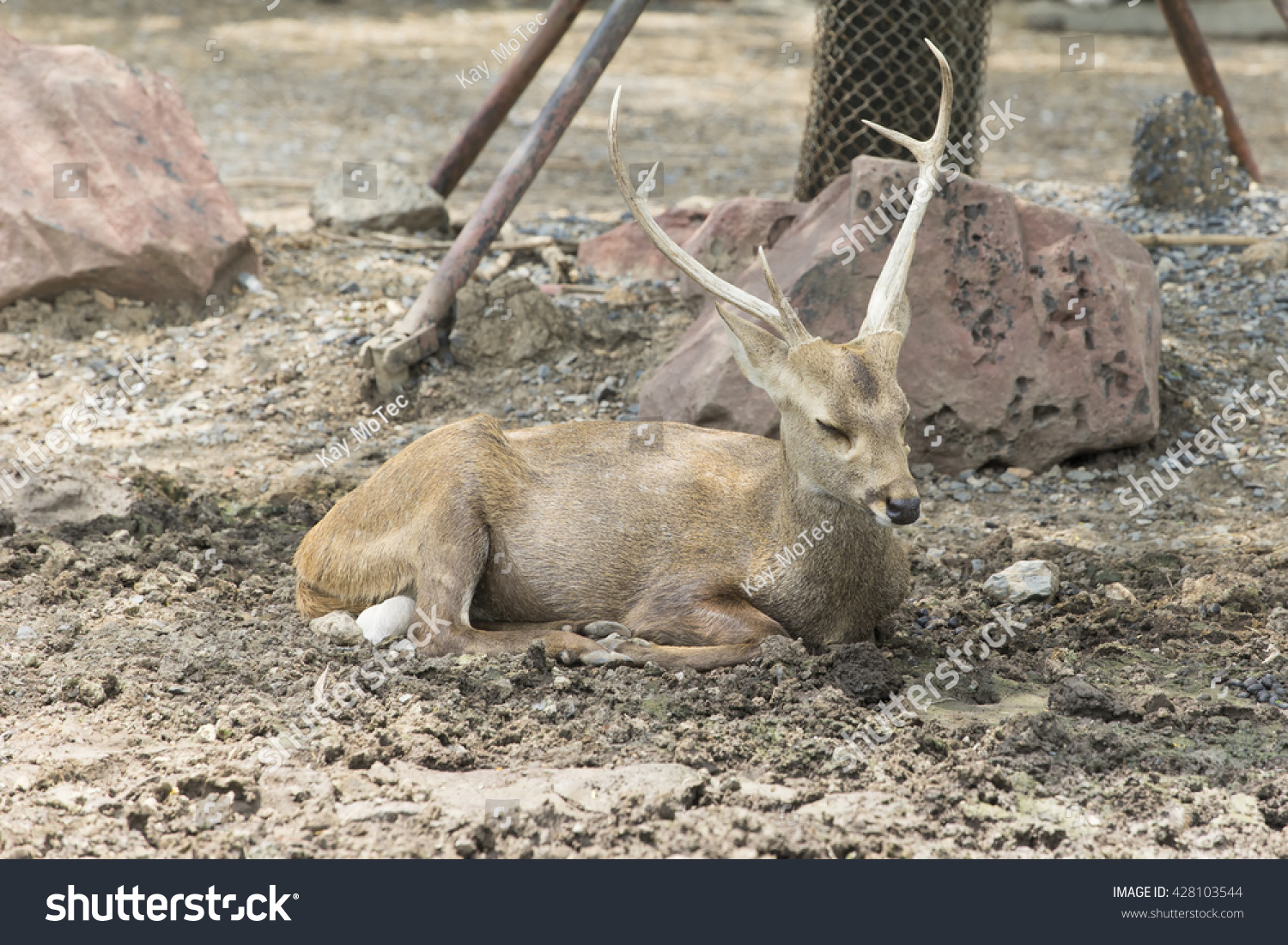 Amature Sambar Deer Lay Down Sleep Stock Photo 428103544 | Shutterstock