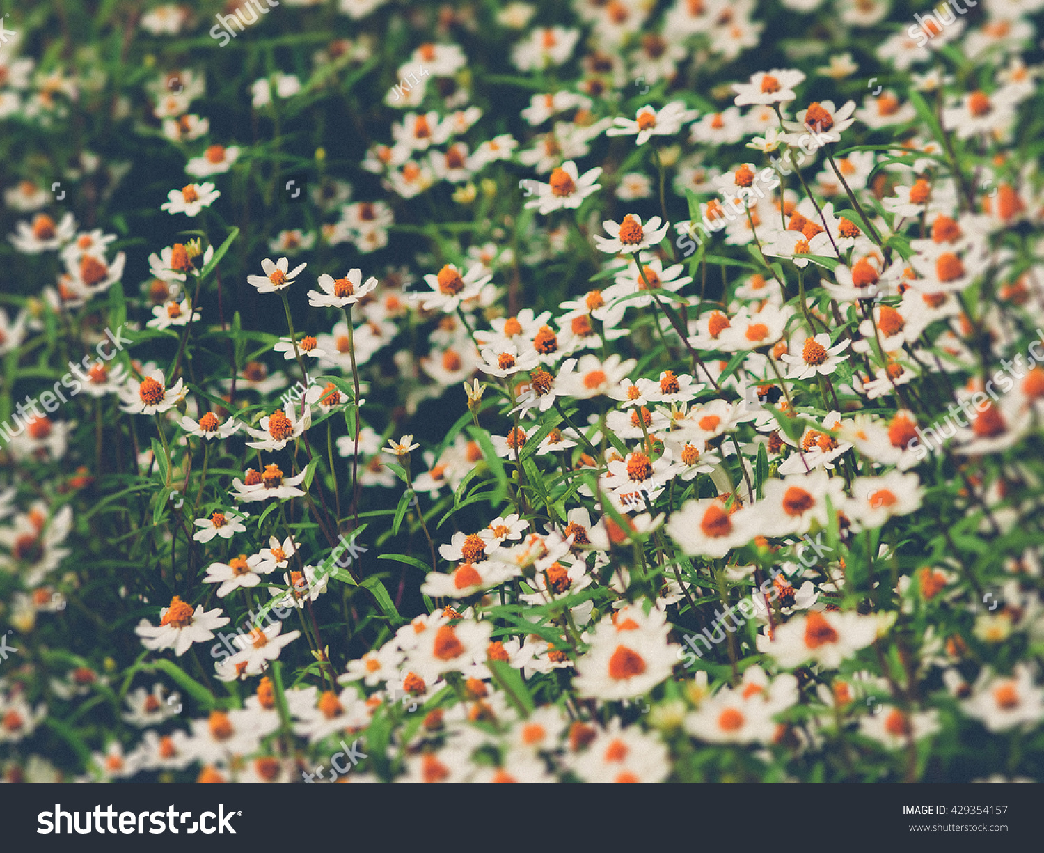 field of daisies vintage