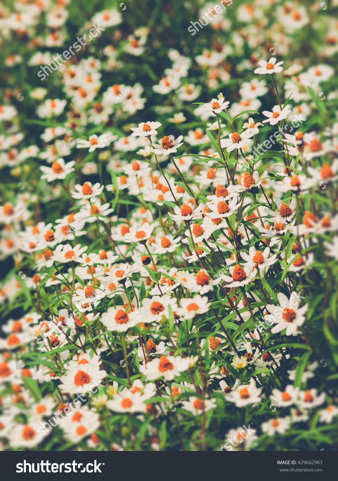 field of daisies vintage