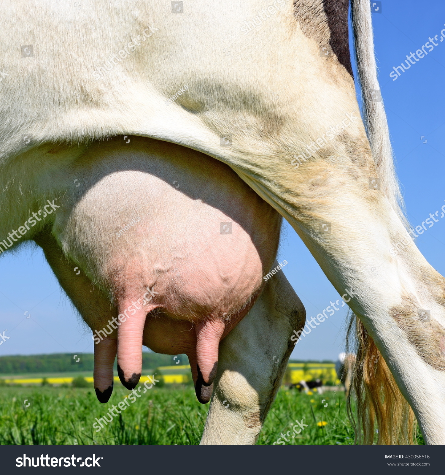 Hucow Udder