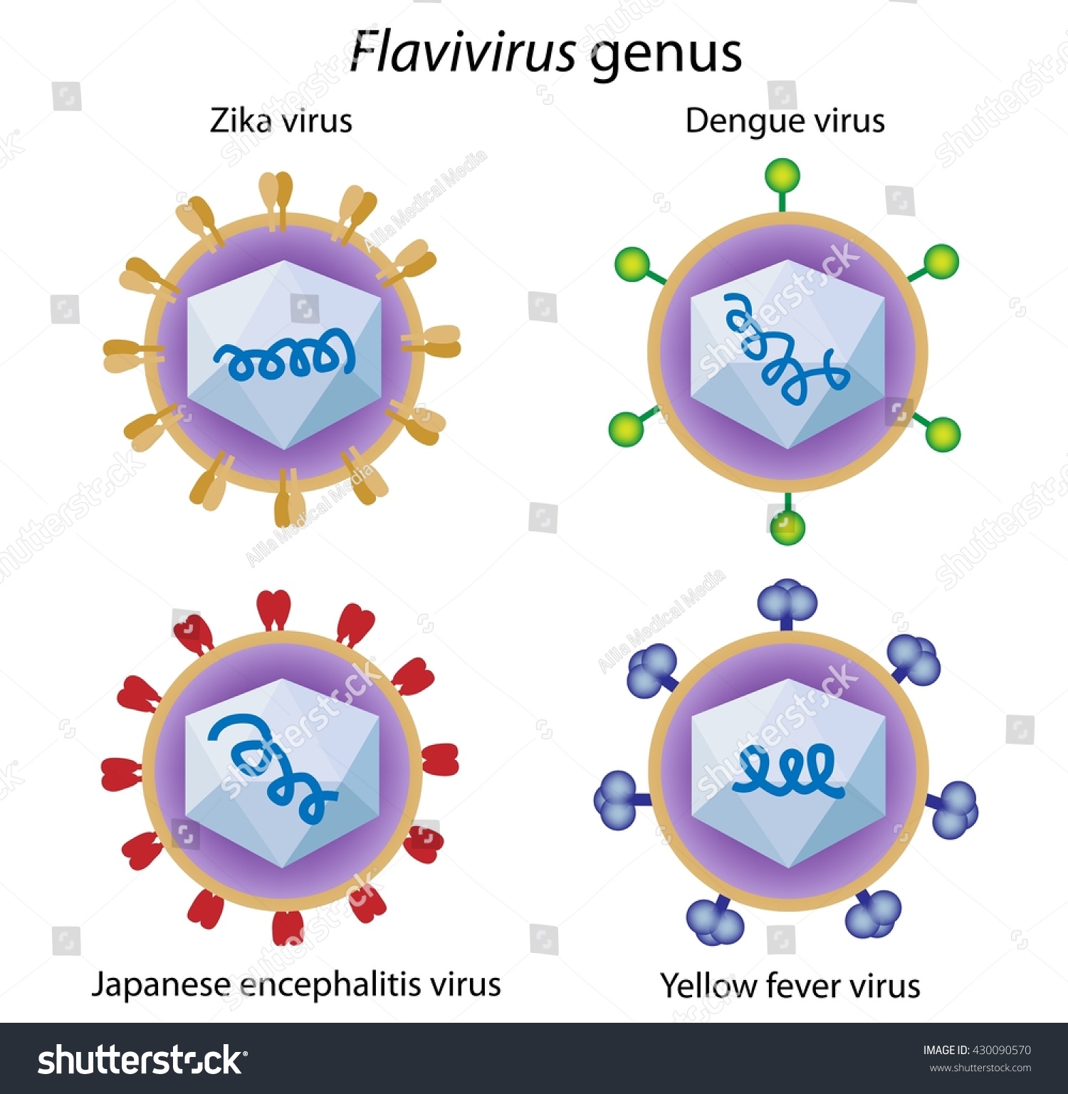 Вирусы тест 10. Флавивирусы. Флавивирусы микробиология. Вирус желтой лихорадки флавивирус. Флавивирусы морфология.