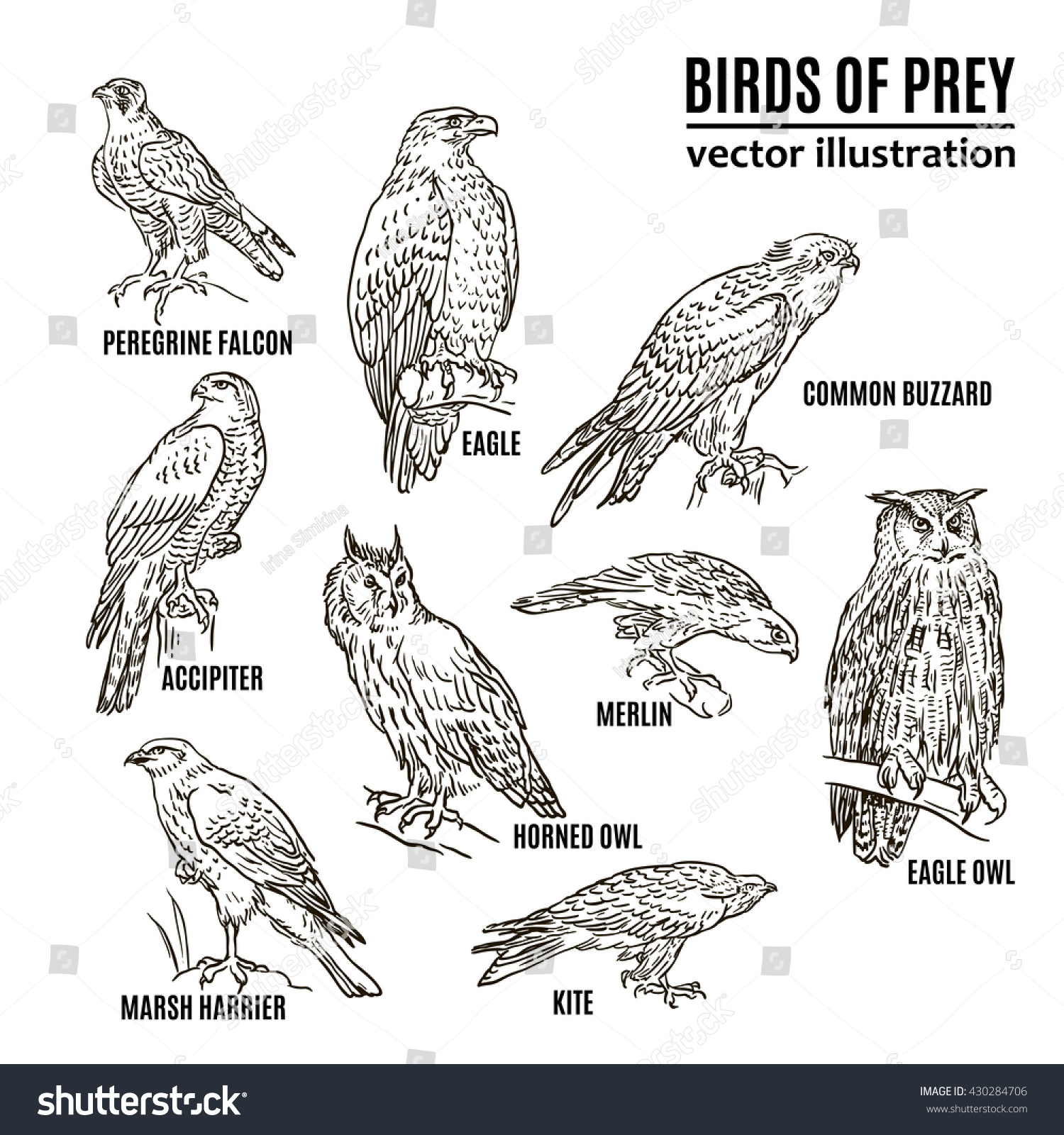 Dick pics birds of prey