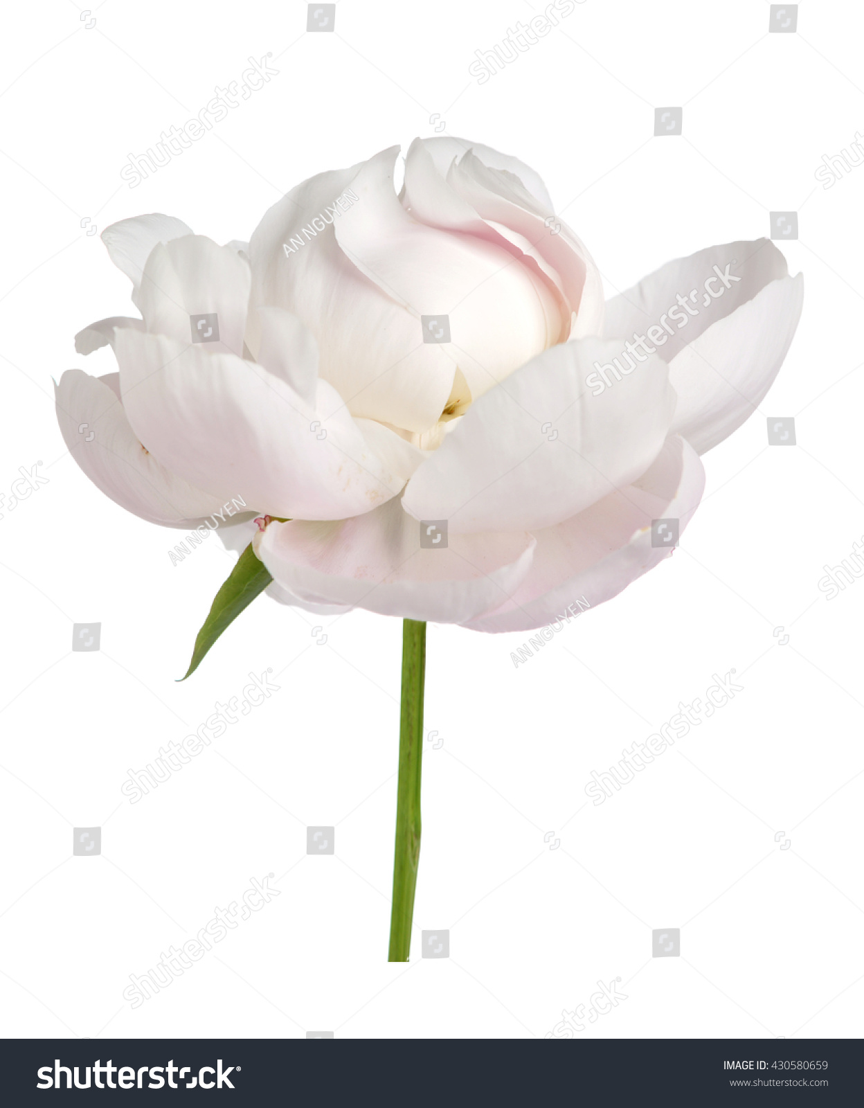 Beautiful Peony Flower Isolated On White Stock Photo 430580659 ...