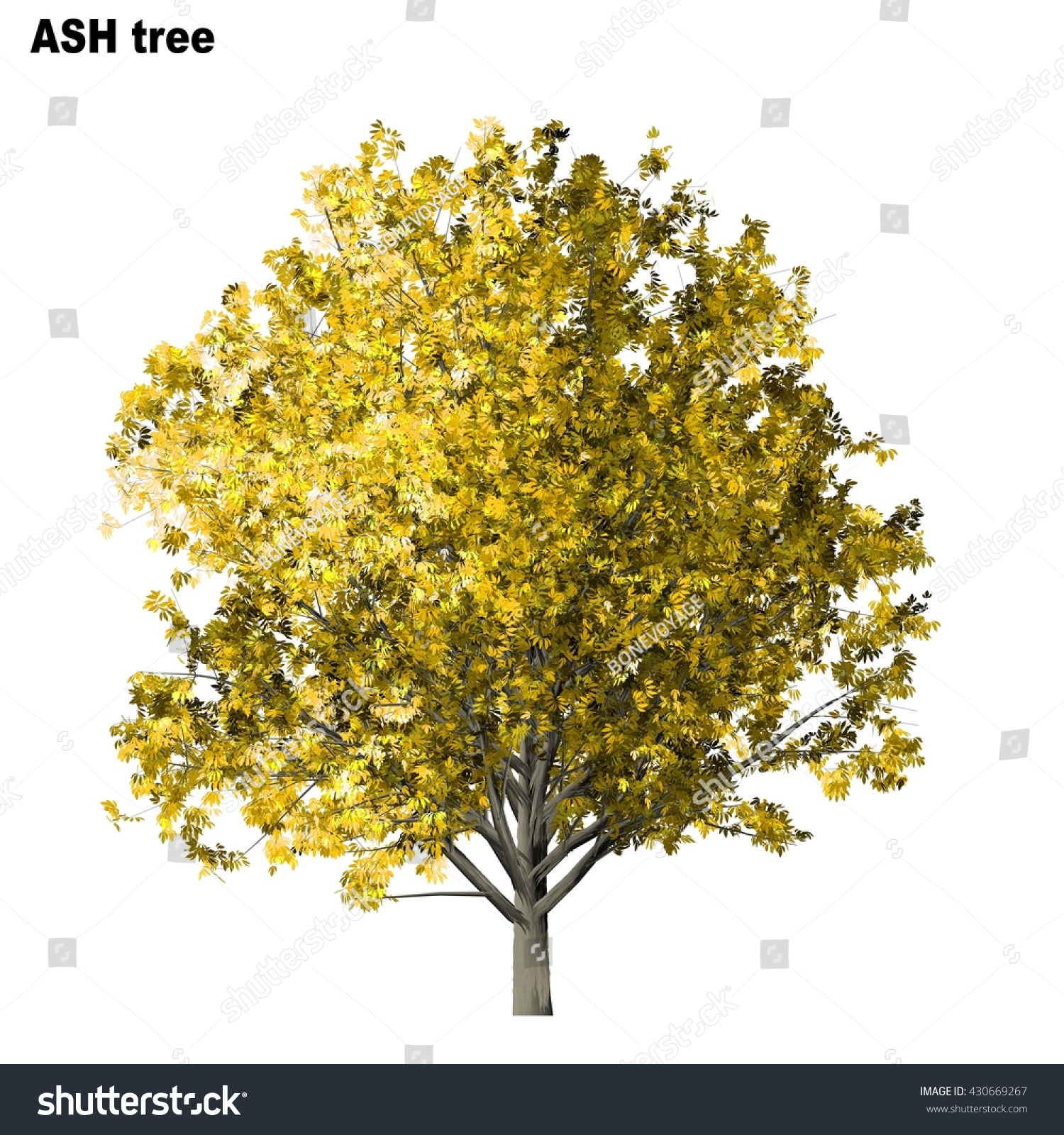 Ash Tree Isolated On White Background Stock Illustration 430669267