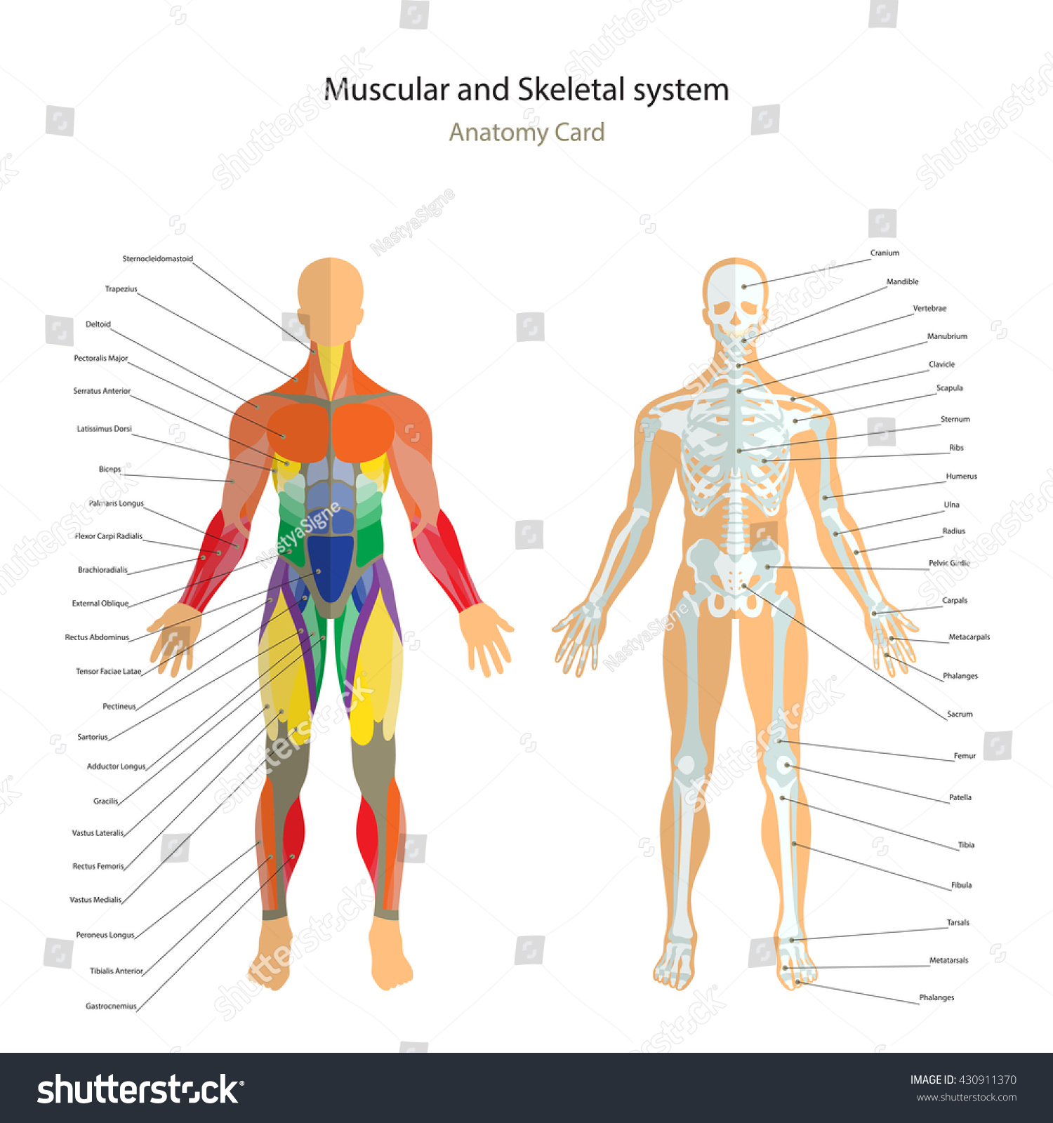 Anatomy Guide Male Skeleton Muscles Map Stock Vector (Royalty Free ...