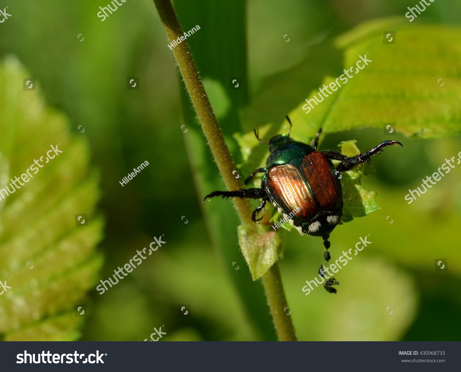 Japanese Beetle Defecating Pooping On Leaf Stock Photo 430968733 ...