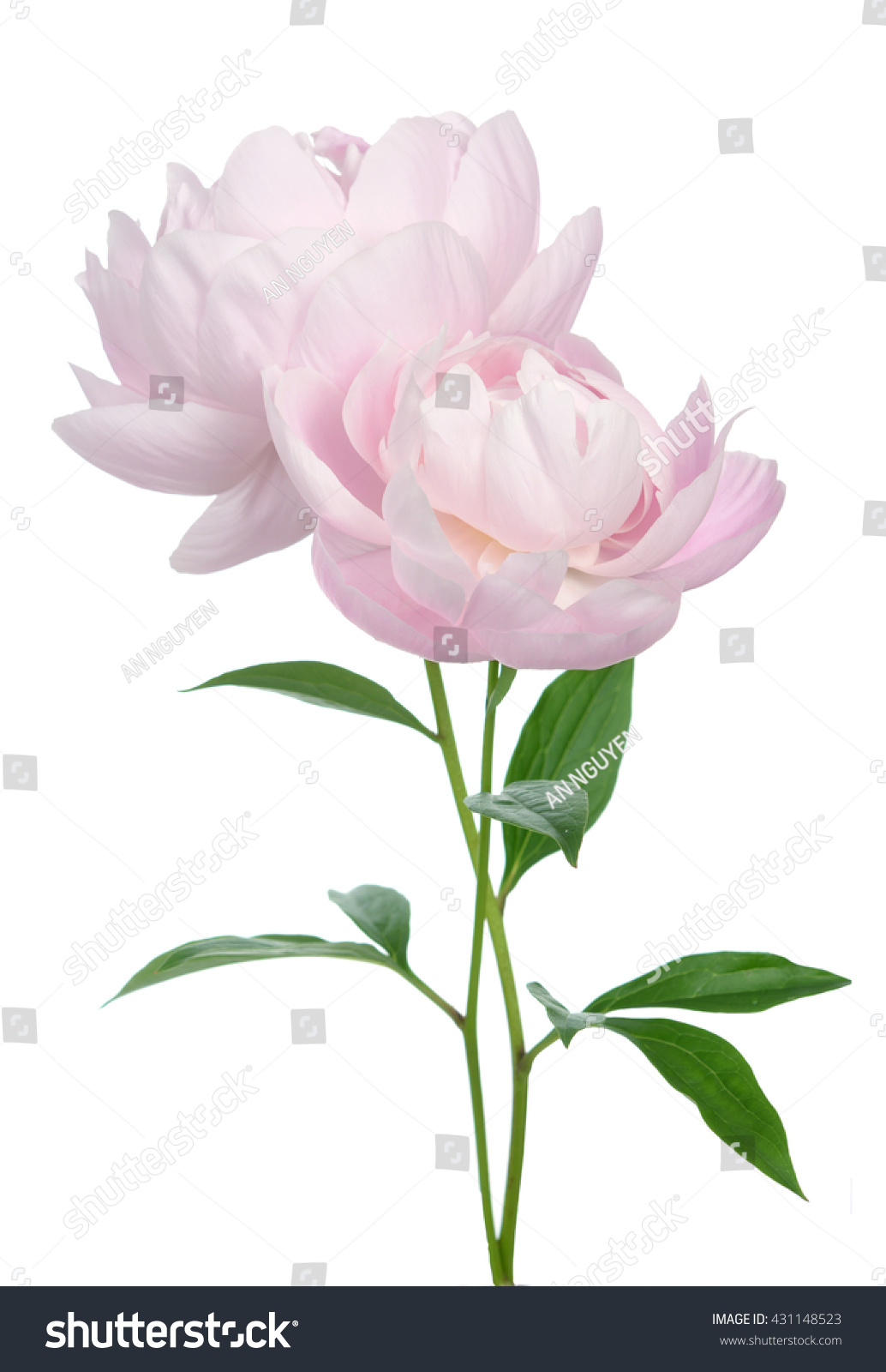 Beautiful Peony Flower Isolated On White Stock Photo 431148523 ...