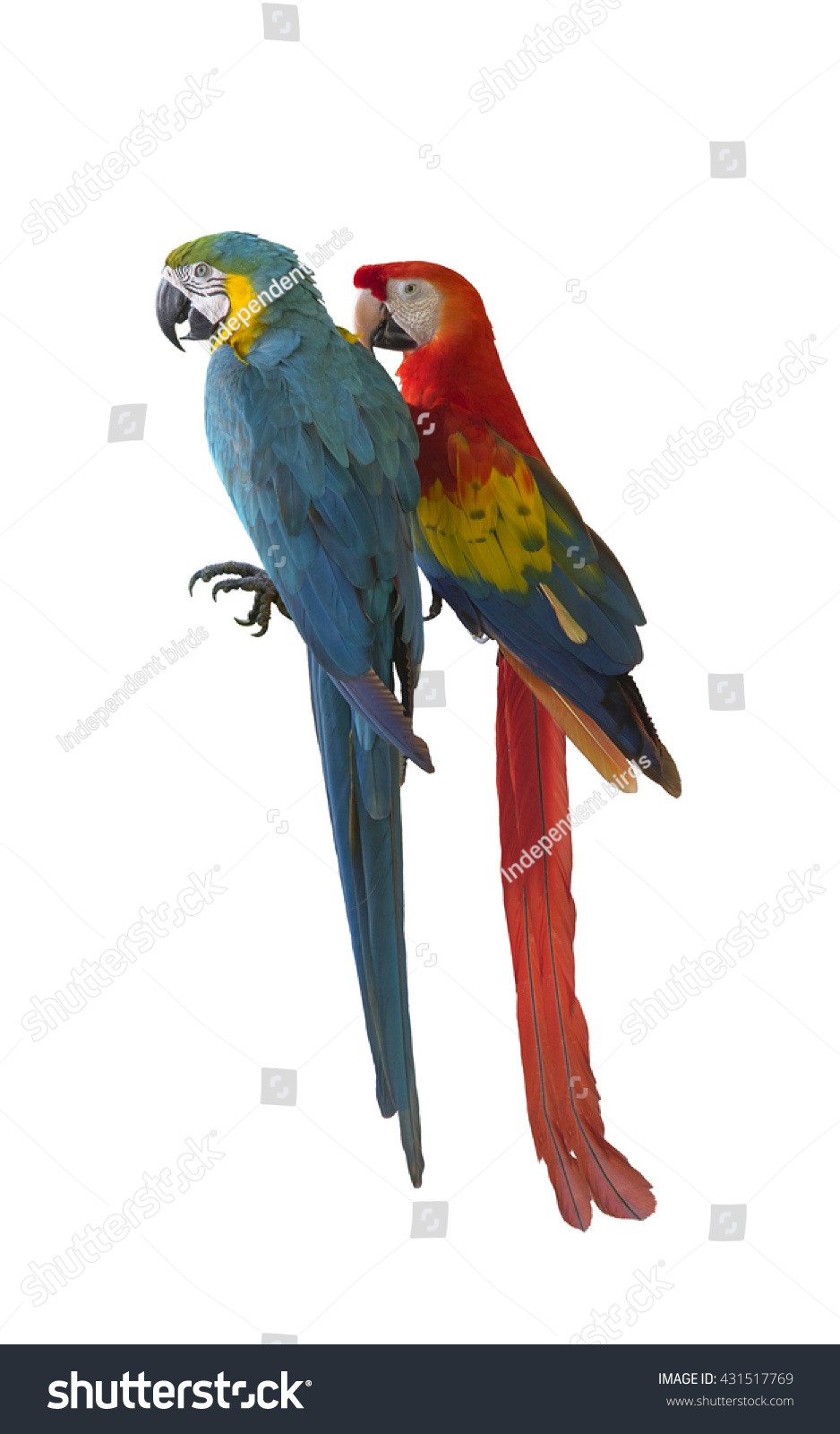 white scarlet macaw