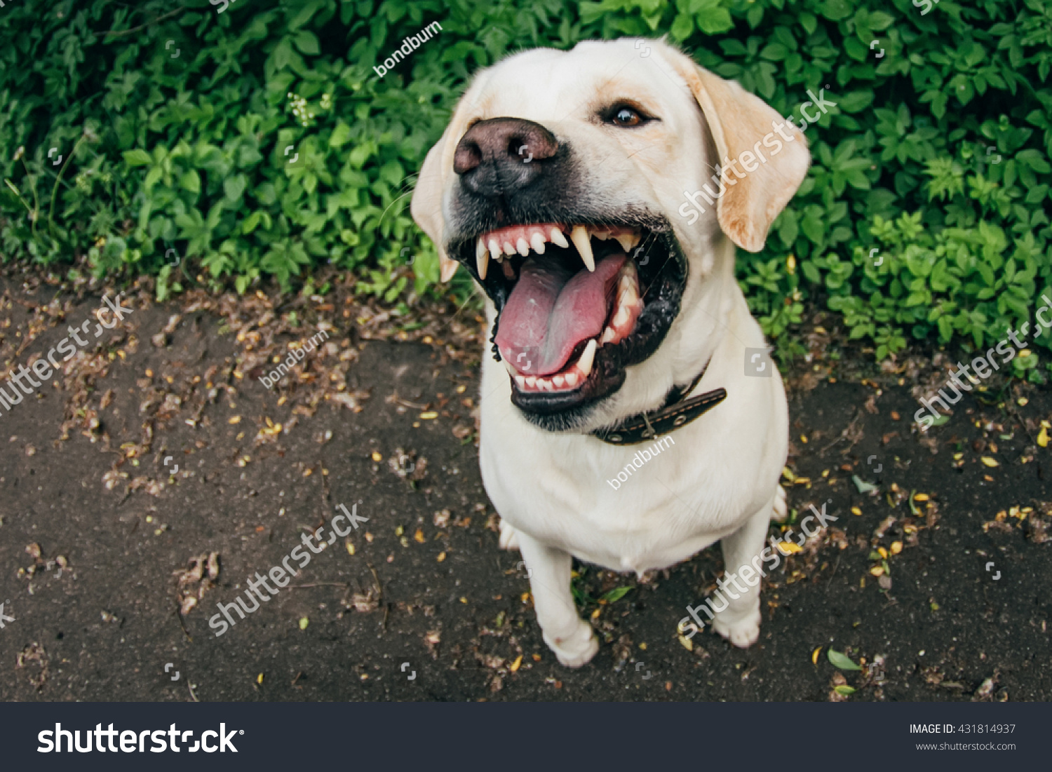 926 Angry Labrador Images, Stock Photos & Vectors Shutterstock