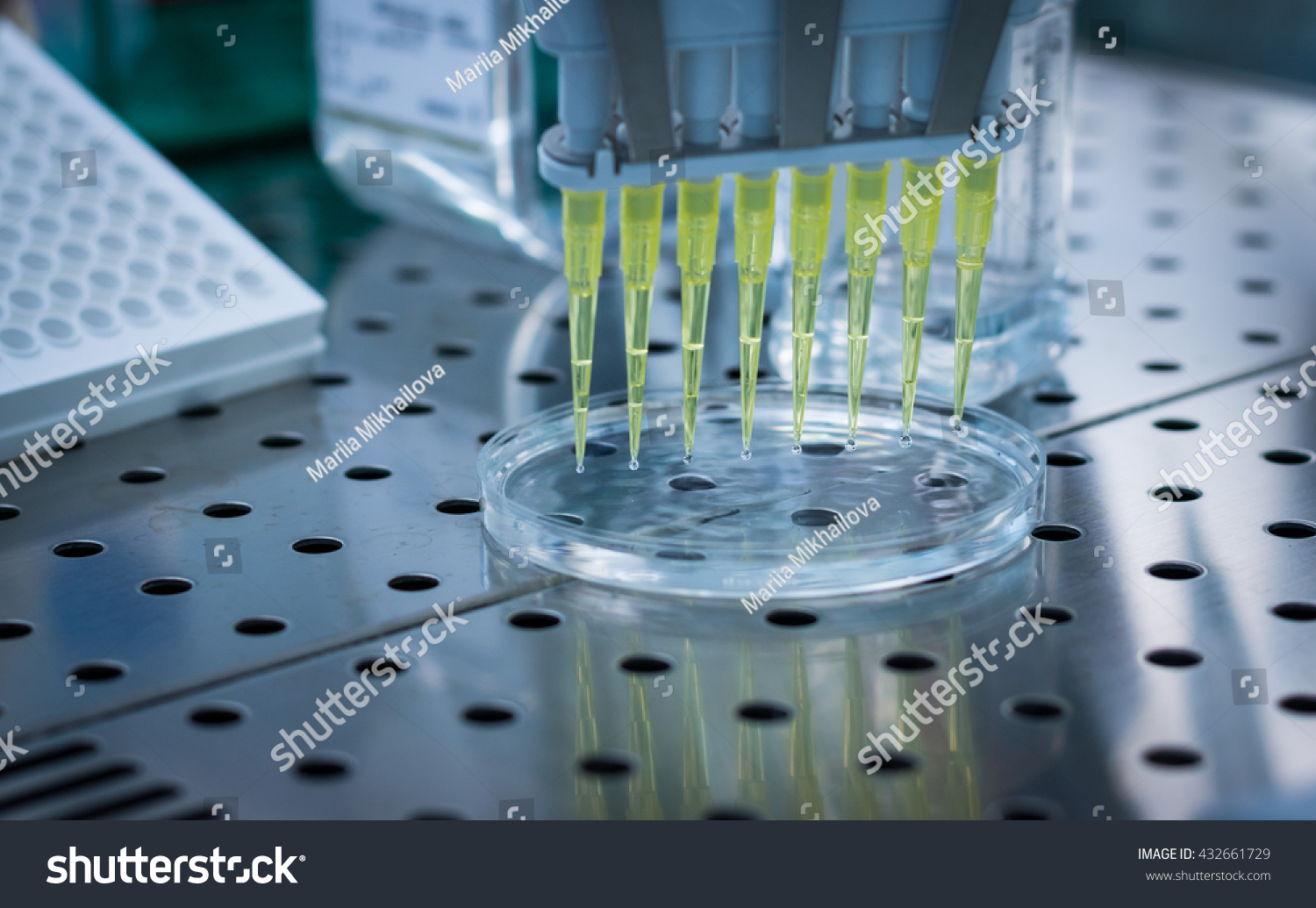 Pipetting Multichannel Pipette Cell Culture Laboratory Stock Photo 