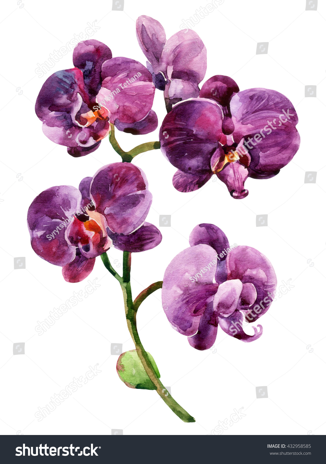 watercolor purple orchids