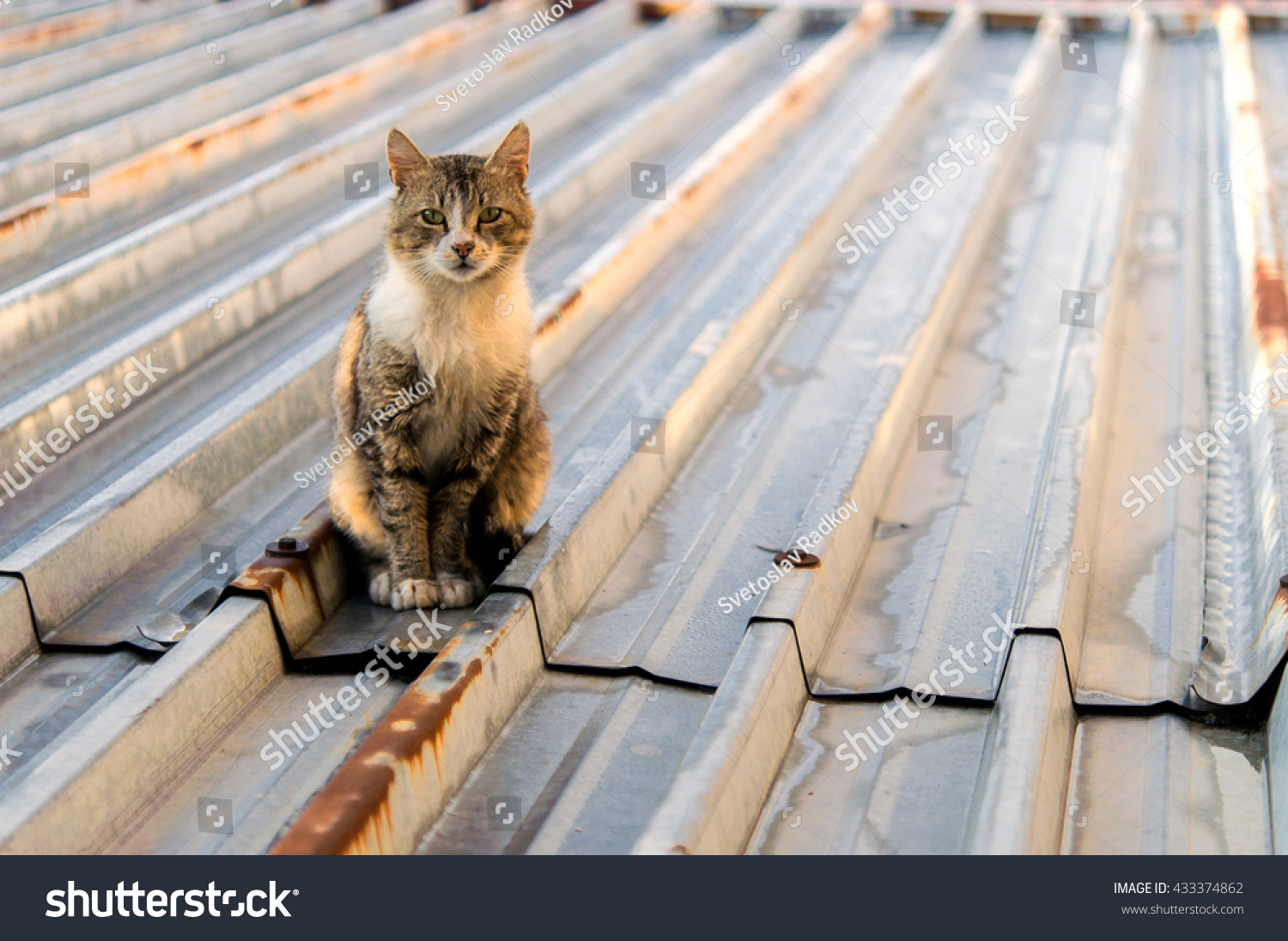 cat on a hot tin roof