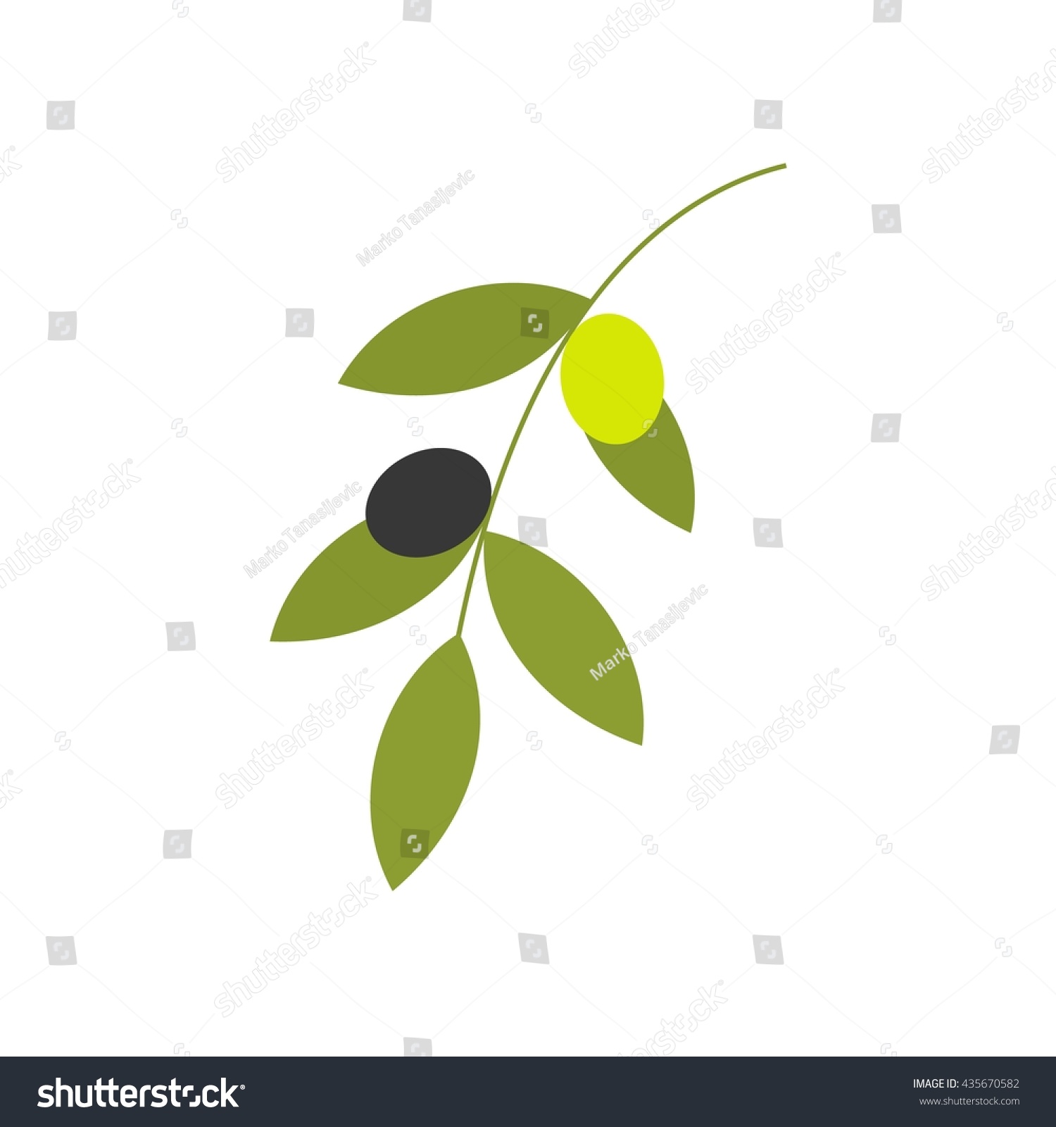 Olive Branch Vector Illustration Isolated On Stock Vector (Royalty Free ...