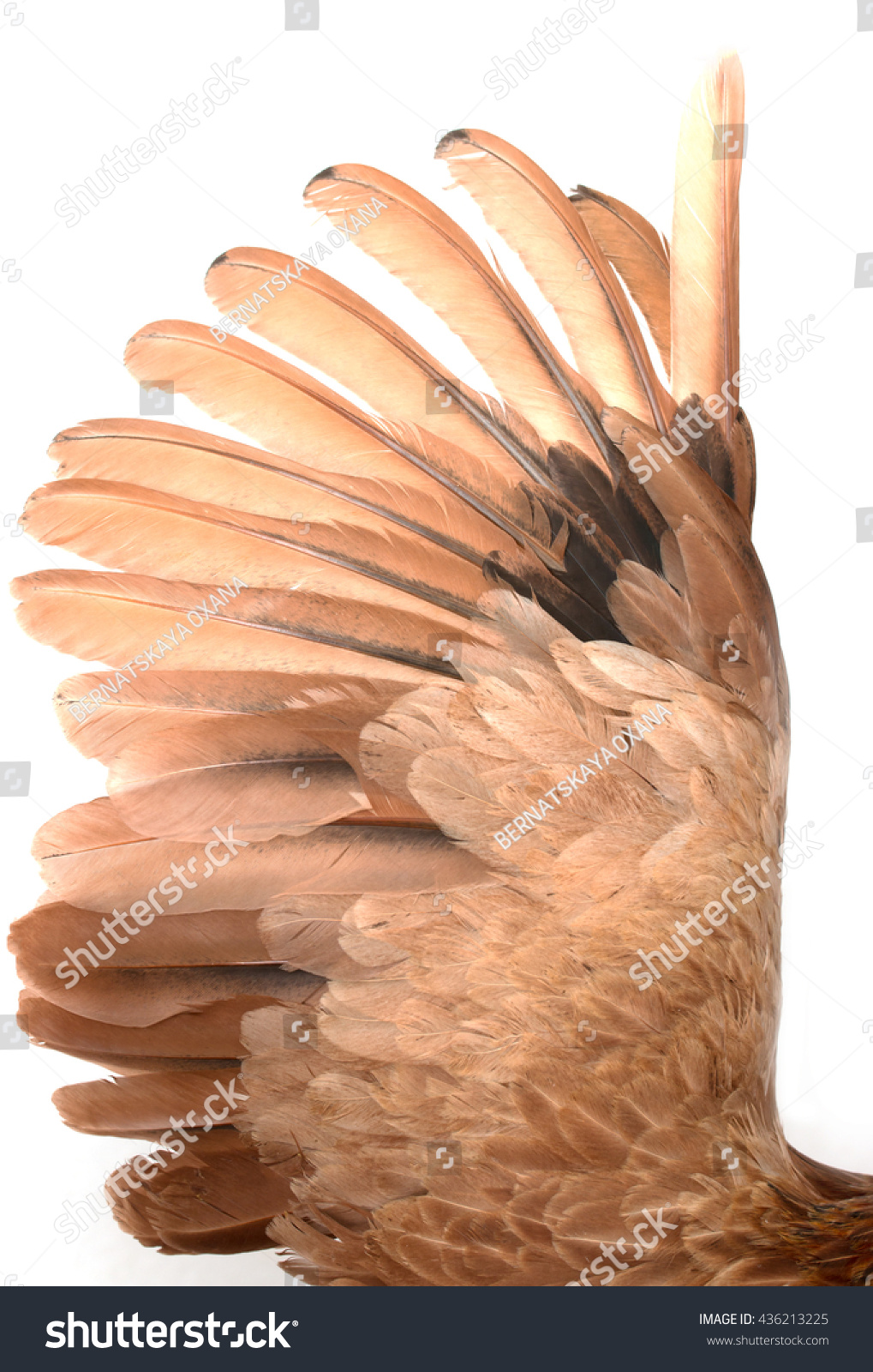 Chicken Wings Feathers On White Background Stock Photo 436213225