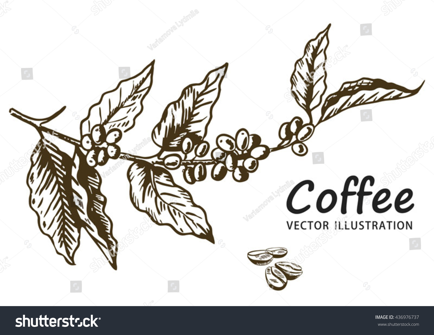 Листья кофе Графика