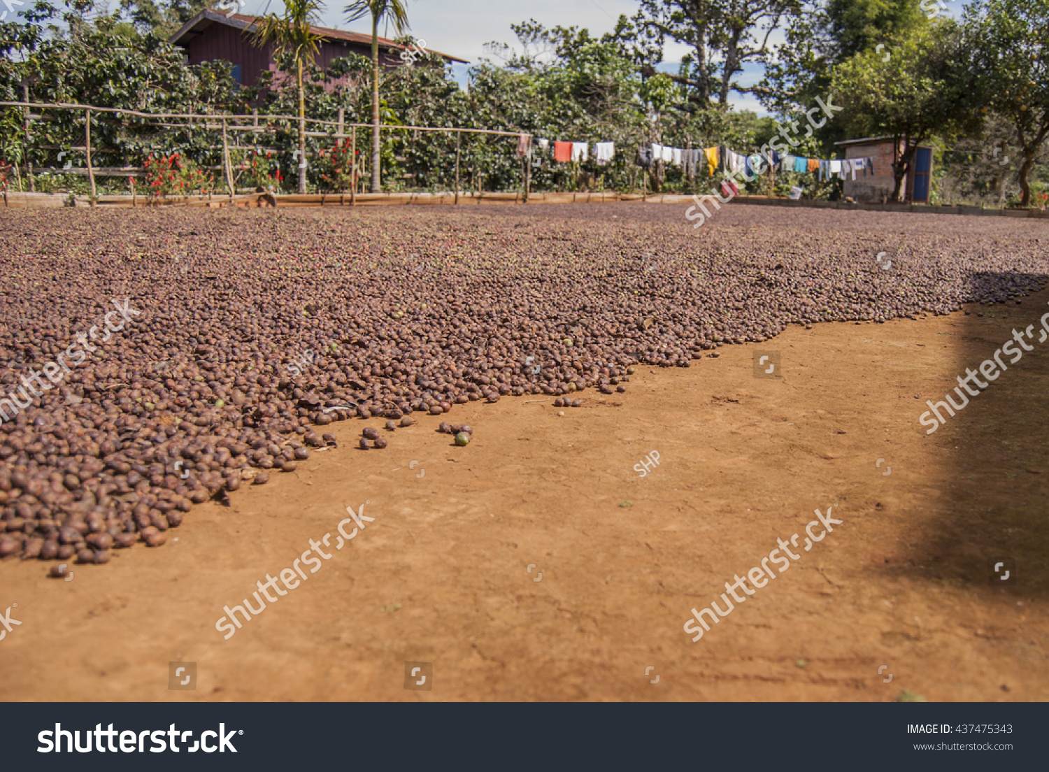 Drying Process Betel Nut Areca Nut Stock Photo 437475343 | Shutterstock