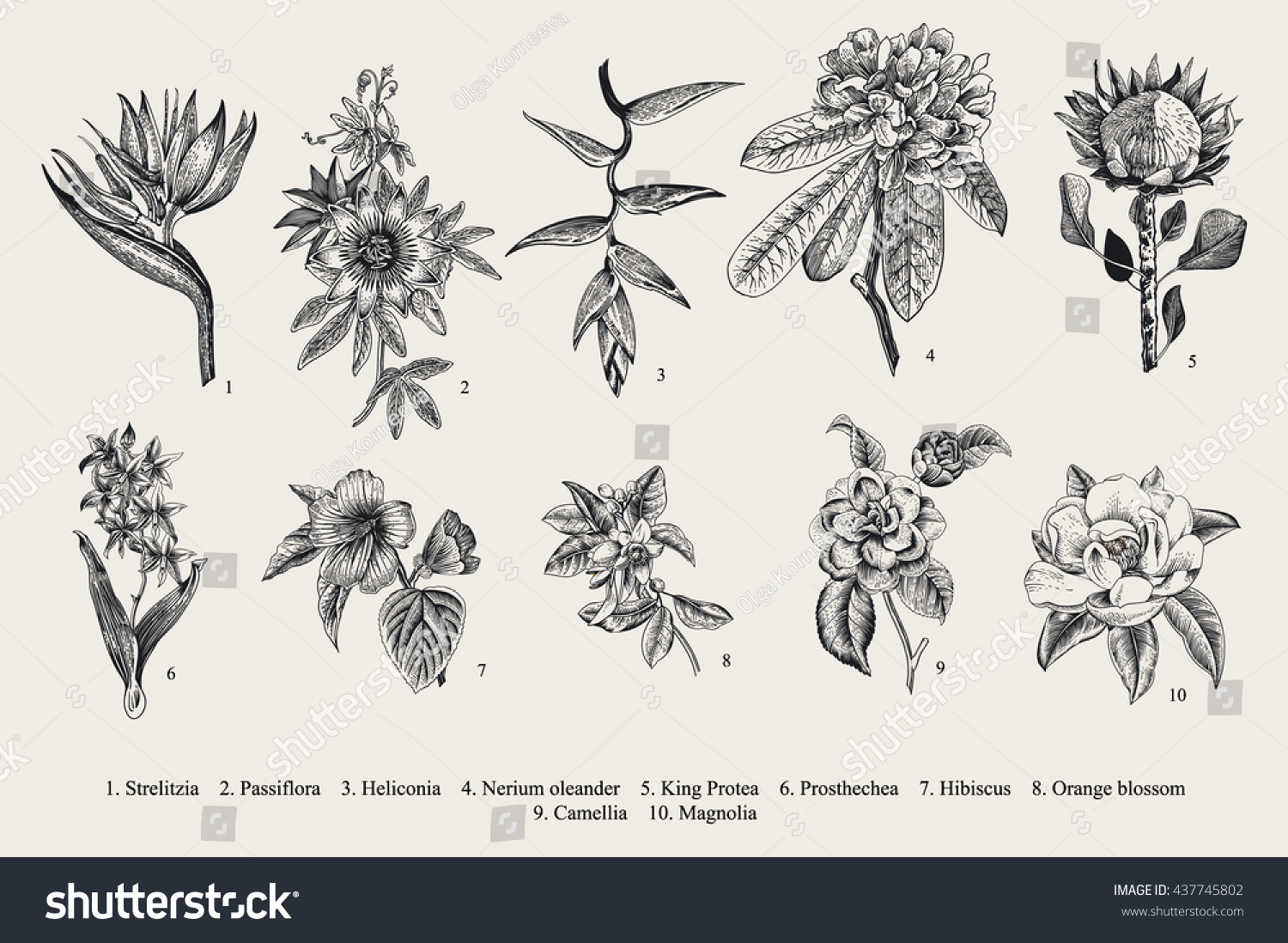 Exotic Flowers Set Botanical Vector Vintage Stock Vector (Royalty Free ...