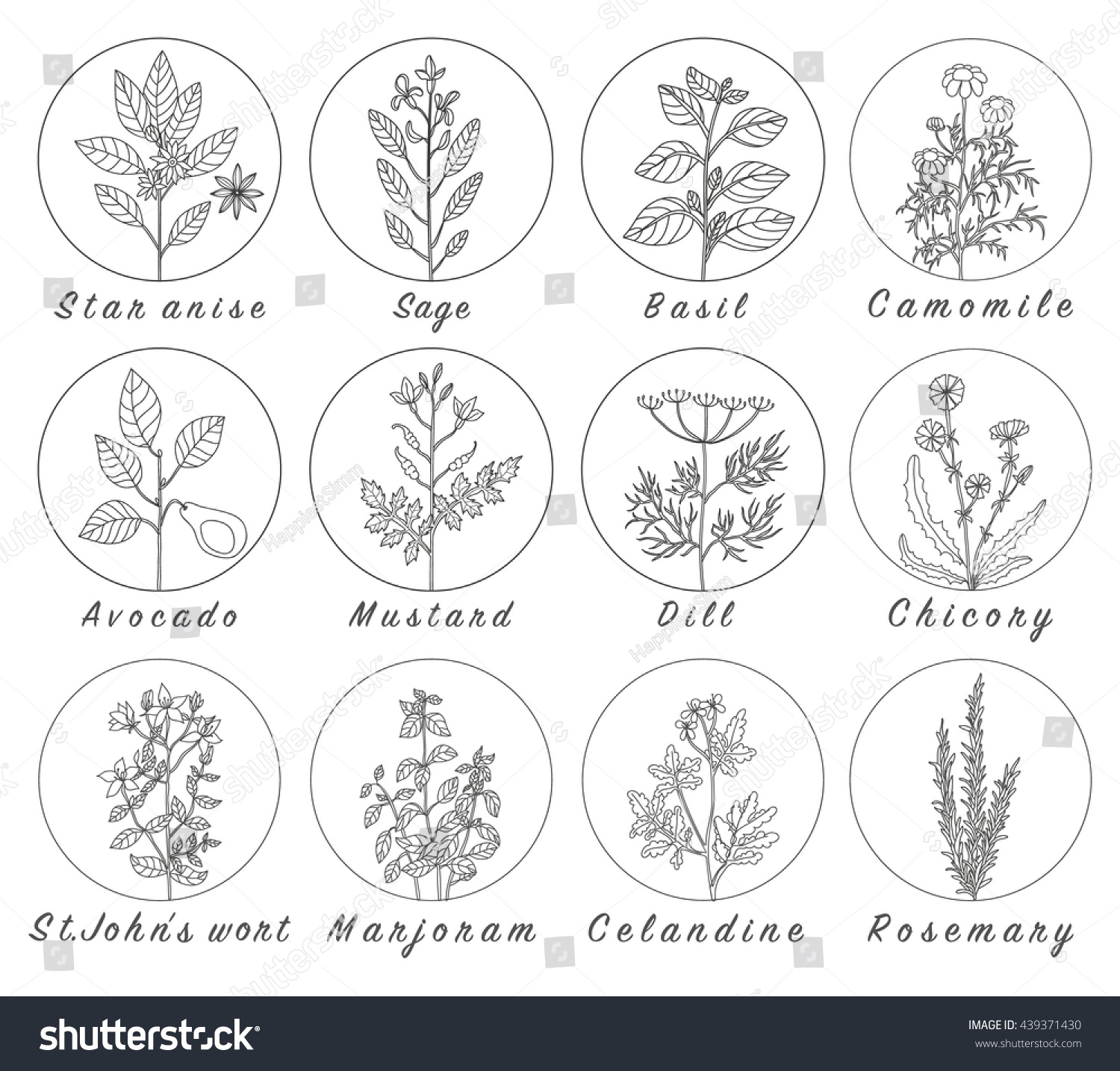 Set Spices Medicinal Herbs Officinale Healing Stock Vector (Royalty ...