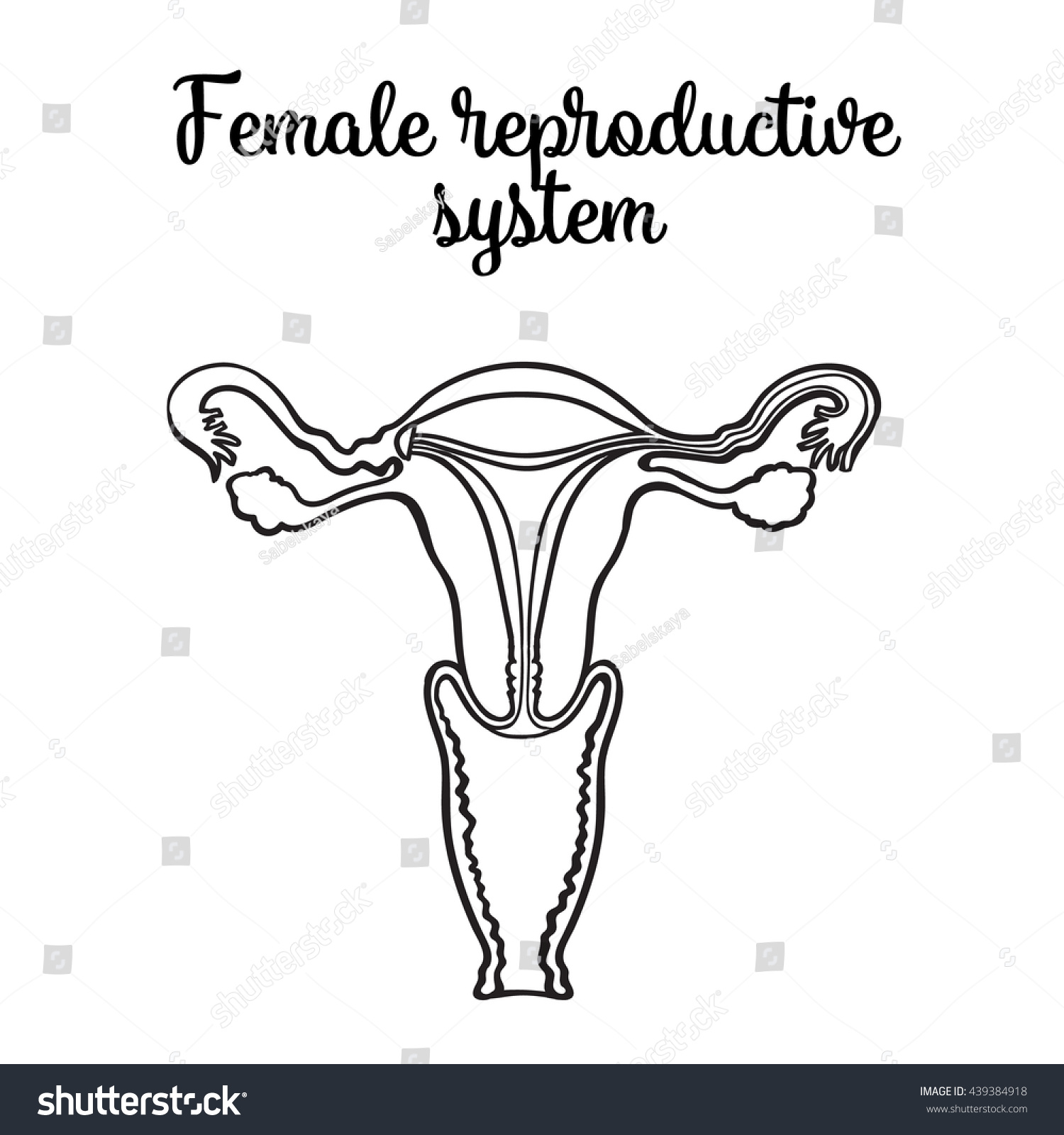 Female Reproductive System Vector Circuit Sketch Vector De Stock Libre De Regalías 439384918 1226