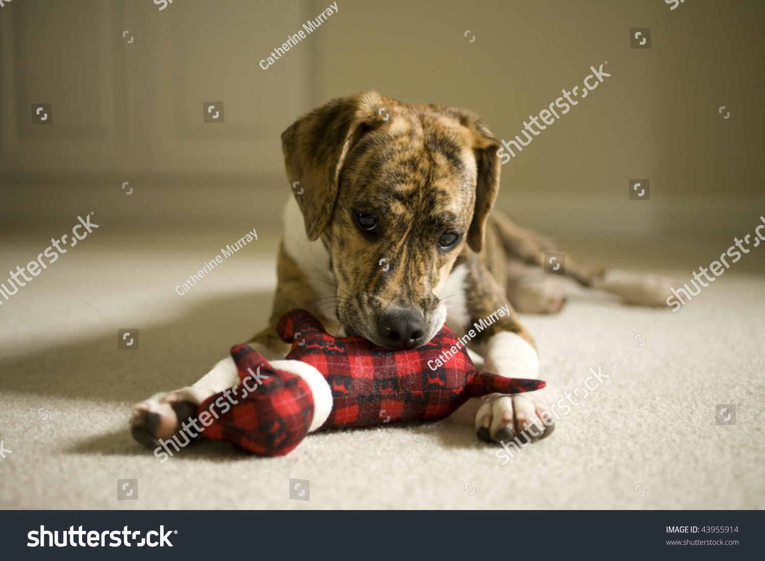 Mountain Feist Beagle Mix Puppy Playing Stock Photo 43955914 Shutterstock