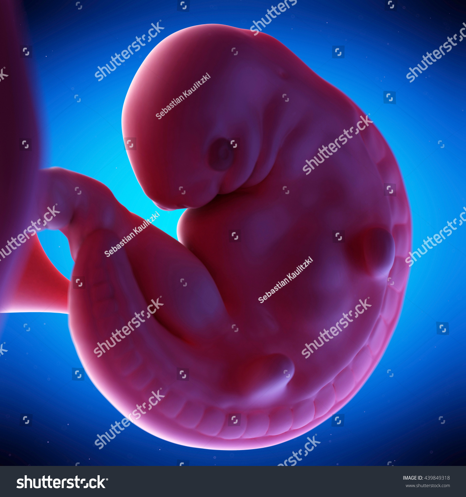 3d Rendered Medical 3d Animation Fetus Stock Illustration 439849318 Shutterstock 