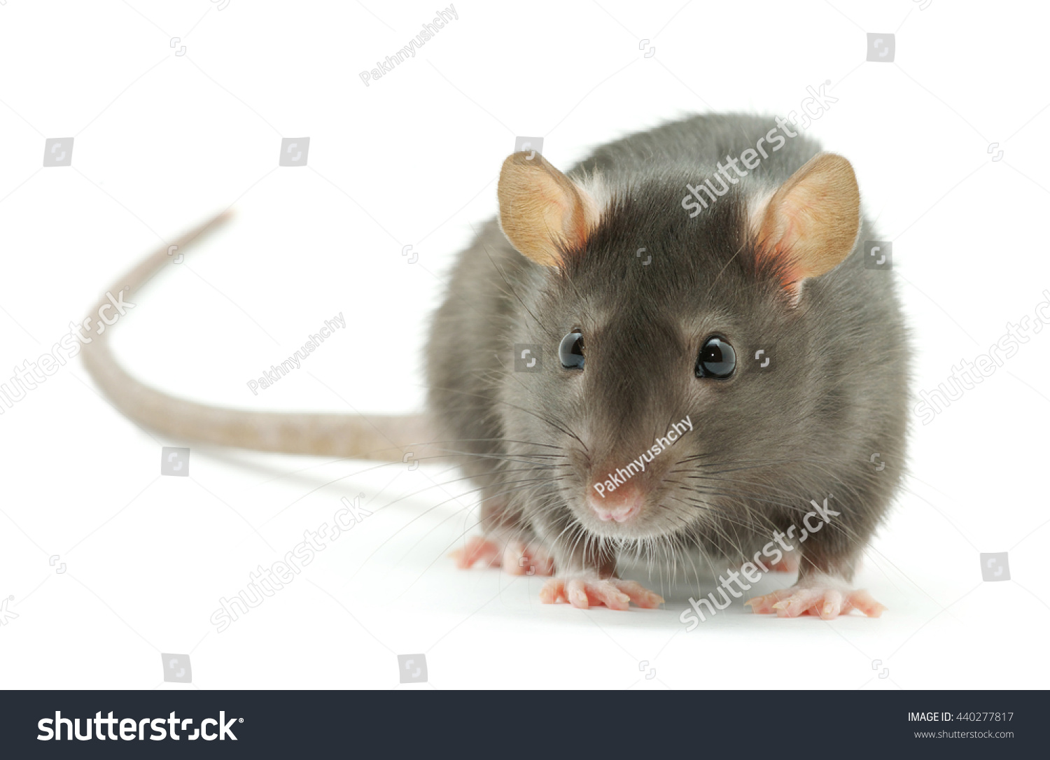 Funny Rat Isolated On White Background Stock Photo 440277817 | Shutterstock