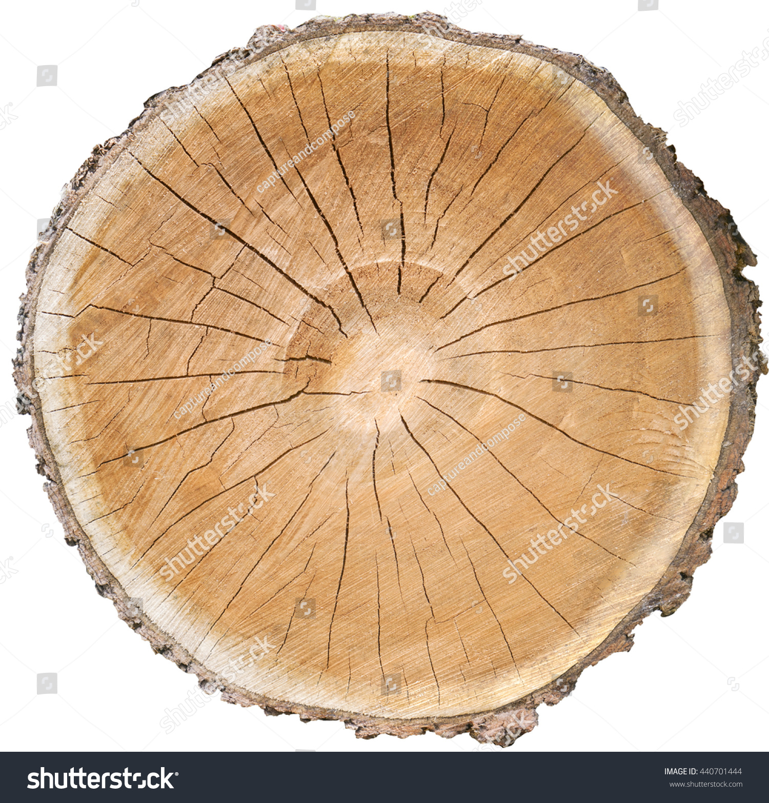 1,772 Multiple Tree Trunks Images, Stock Photos & Vectors | Shutterstock