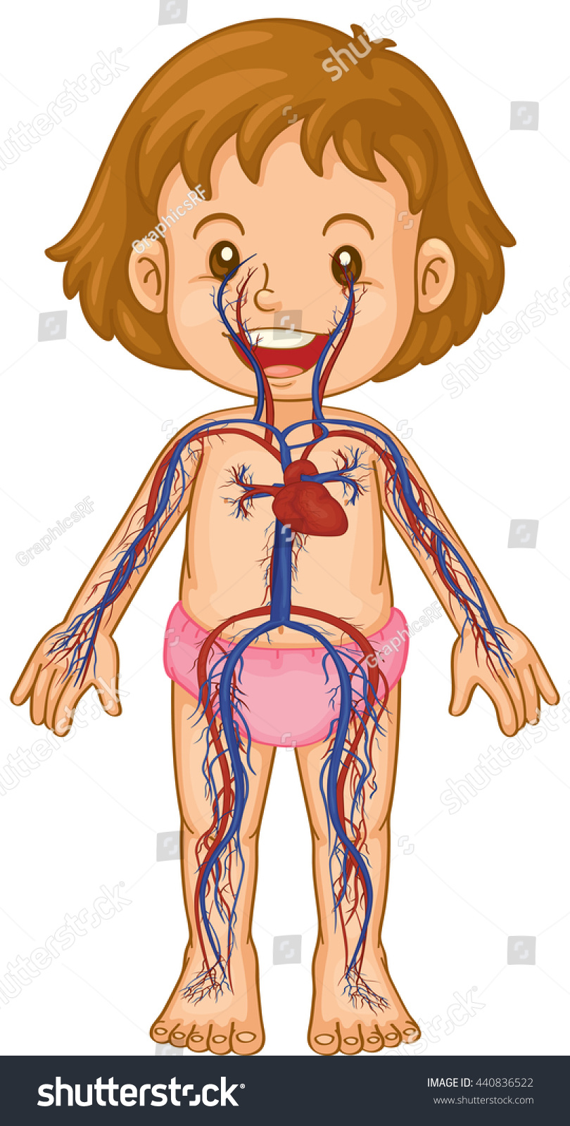 Blood Systems Little Girl Body Illustration Stock Vector (Royalty Free ...