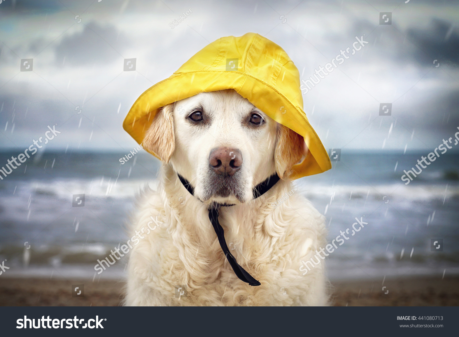 dog yellow hat