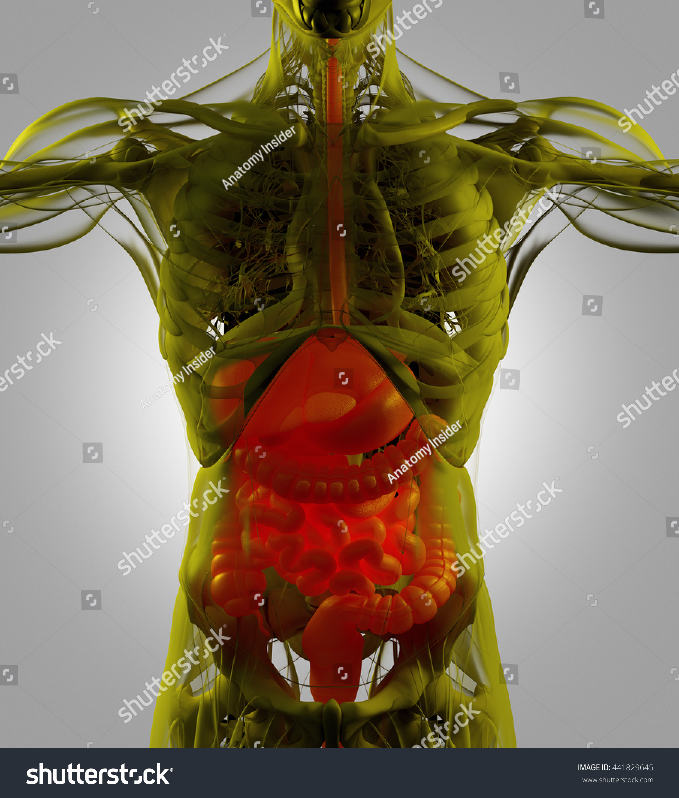 Digestive System Human Anatomy Xray Like Stock Illustration 441829645 ...