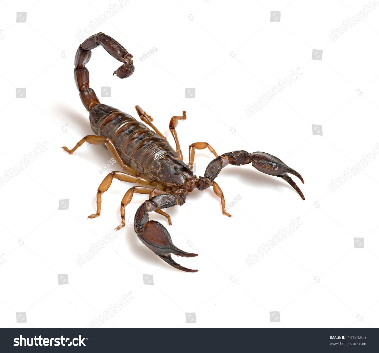 Скорпион на белом фоне