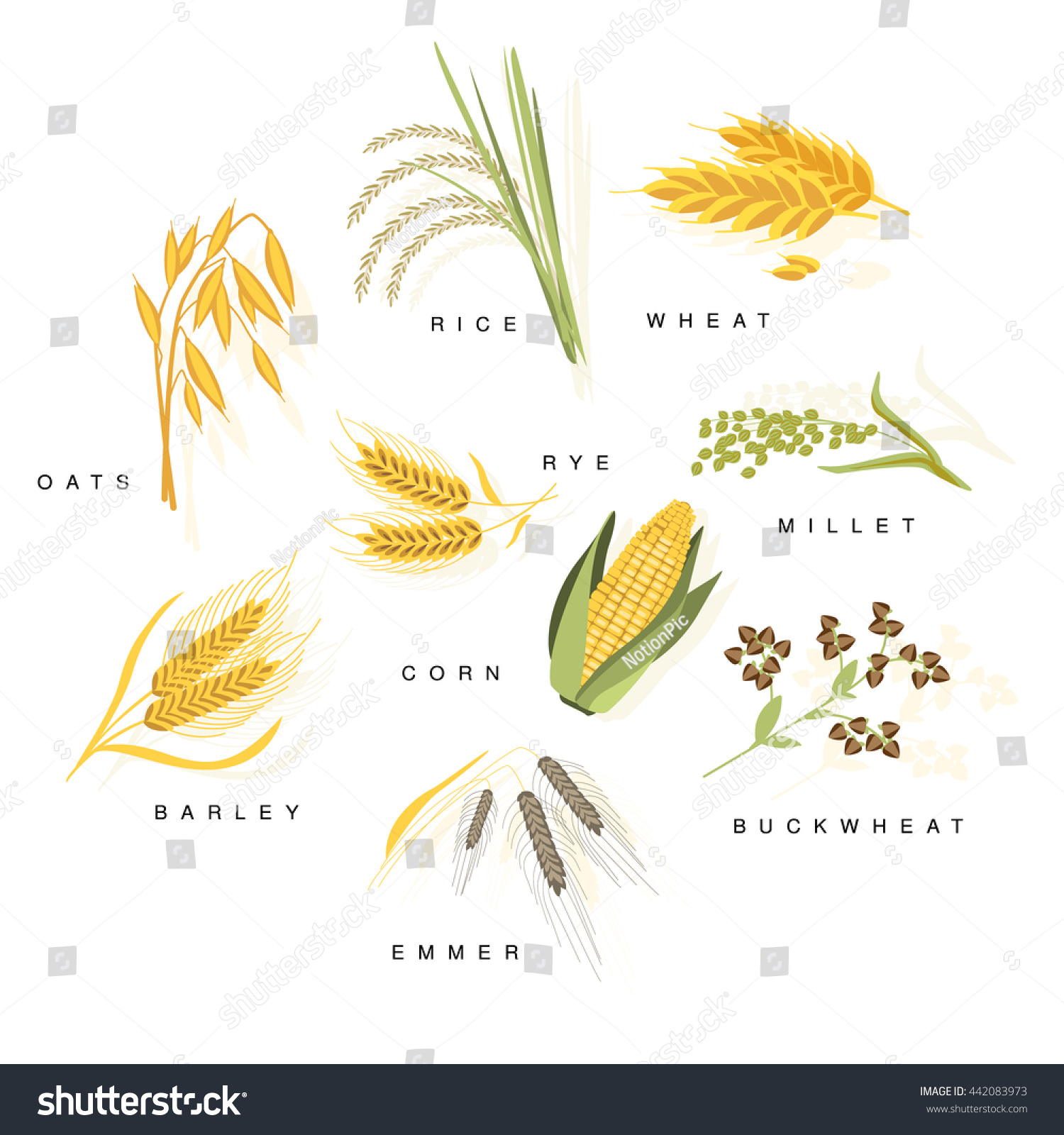 Cereal Plants Names Set Flat Realistic Stock Vector (Royalty Free ...