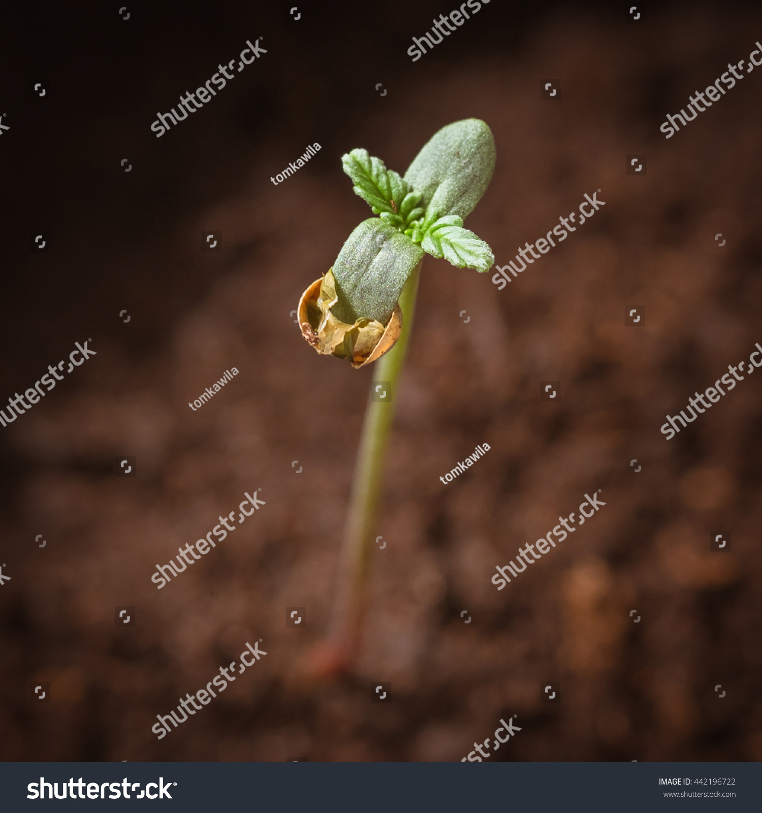 Baby Cannabis Plant Vegetative Stage Marijuana Stock Photo 442196722 ...