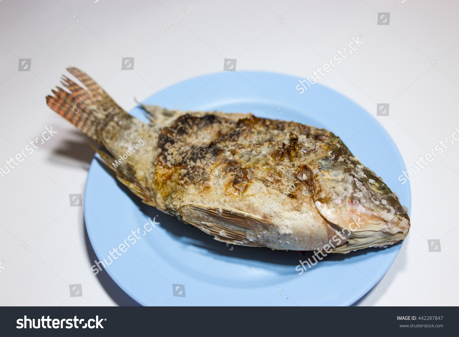 Pussy Fish